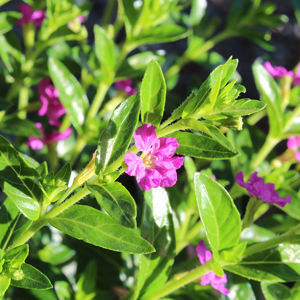 Lowe's Purple Mexican Heather Plant in 2.5-Quart Pot NURSERY at Lowes.com