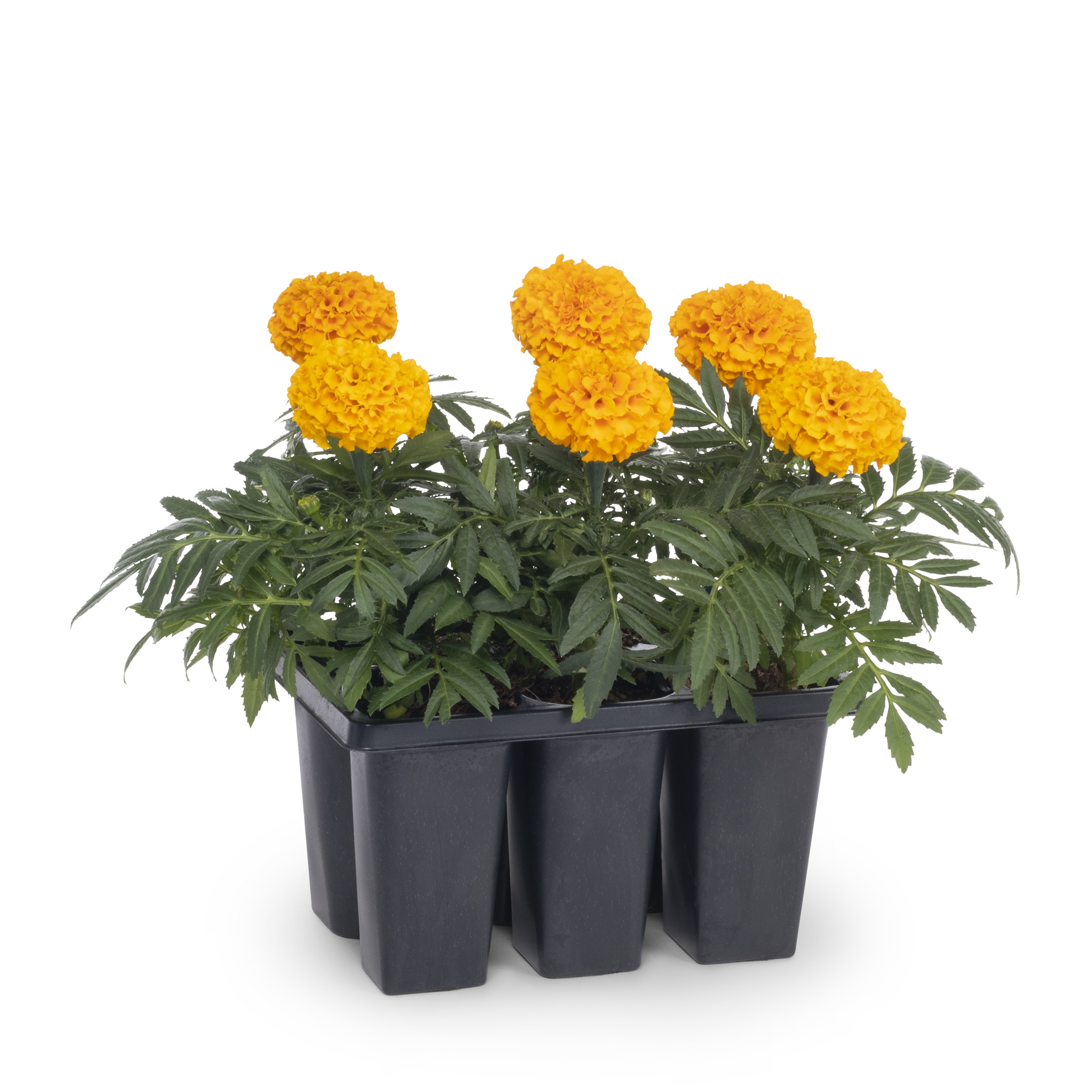 Lowe's NURSERY White Marigold in 6-Pack Tray 6-Pack
