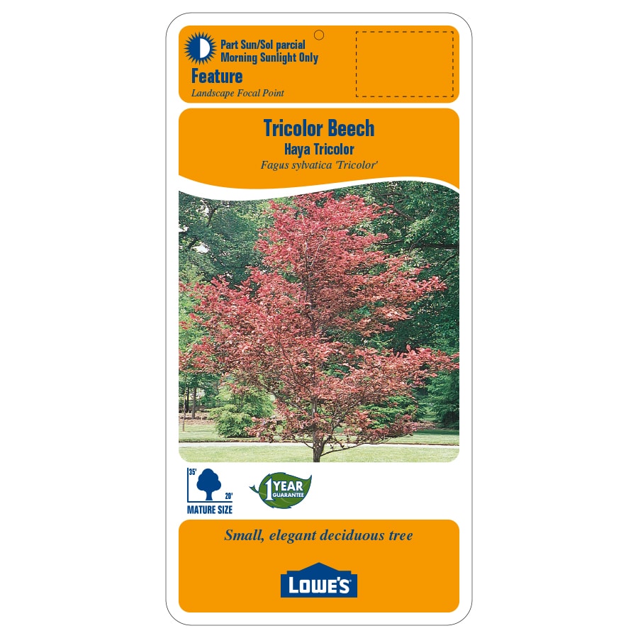 Lowe's 6.08-gal Beech Tricolor At Lowes.com