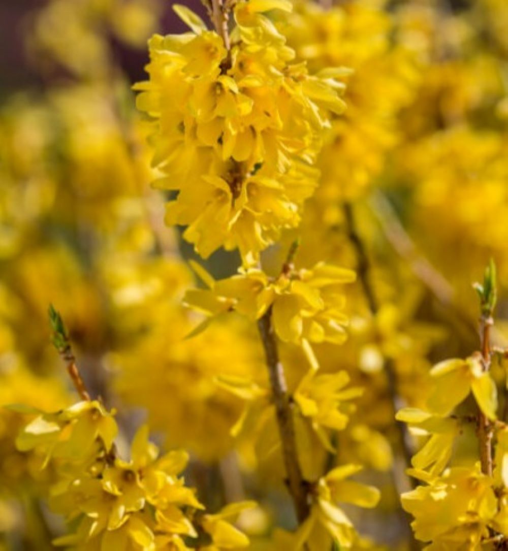 Lowe's NURSERY First Editions Spring Fling Flowering Shrub in 2 -Gallon Pot with Yellow Blooms