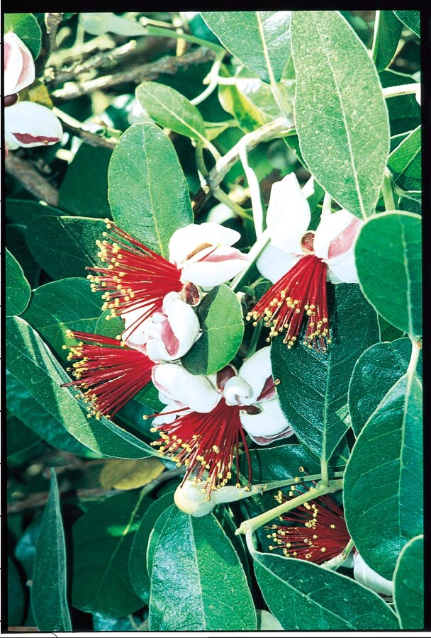  NURSERY Pineapple Guava Plant