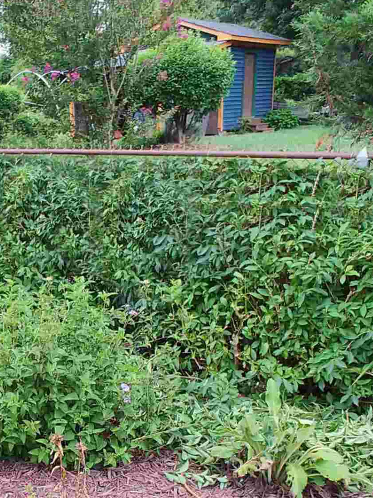 Southern Planters FORSYT03G shrubs - View #3