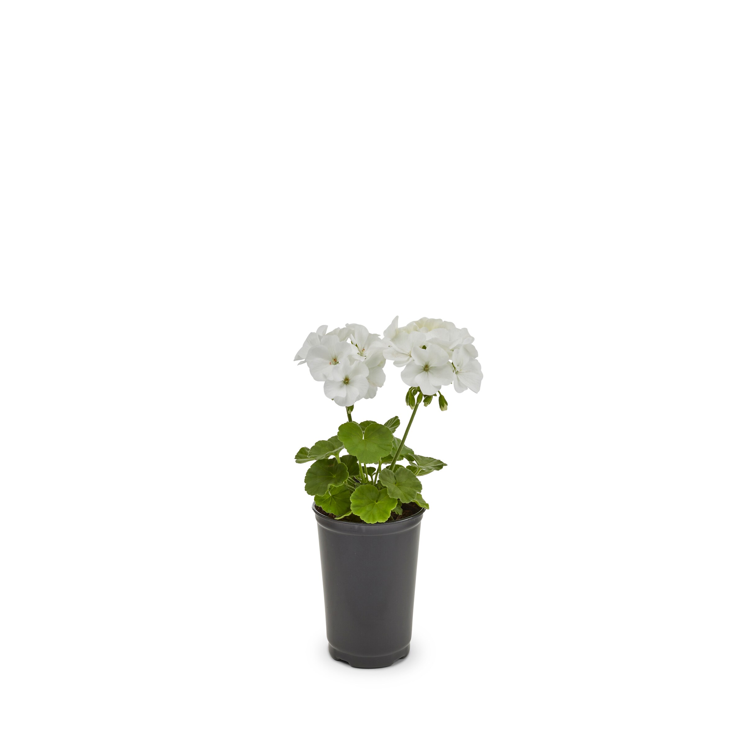 Lowe's NURSERY annuals - View #6