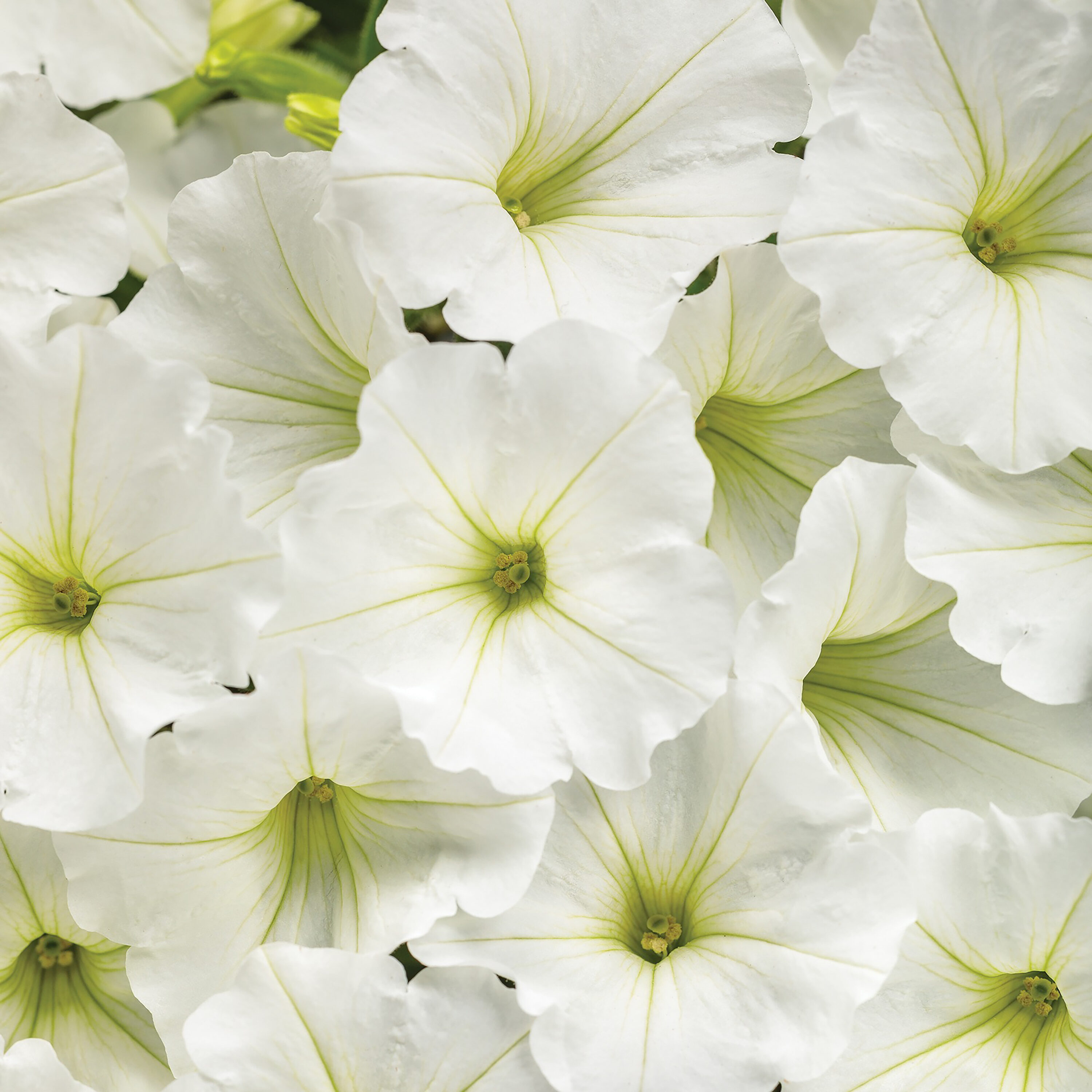 Proven Winners SUPPRW4057504 White Supertunia Vista Snowdrift (Petunia) in 4.25-in Pot