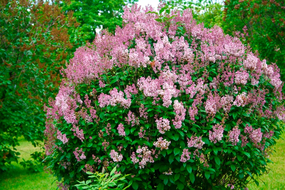 Spring Hill Nurseries 82662 shrubs - View #4