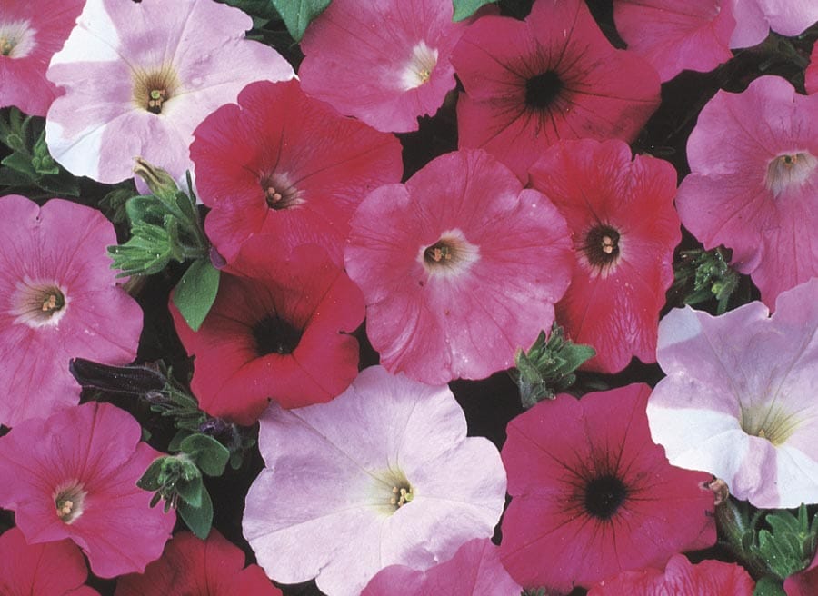 Lowe's Multicolor Potunia Petunia in 2-Gallon Planter in the Annuals ...