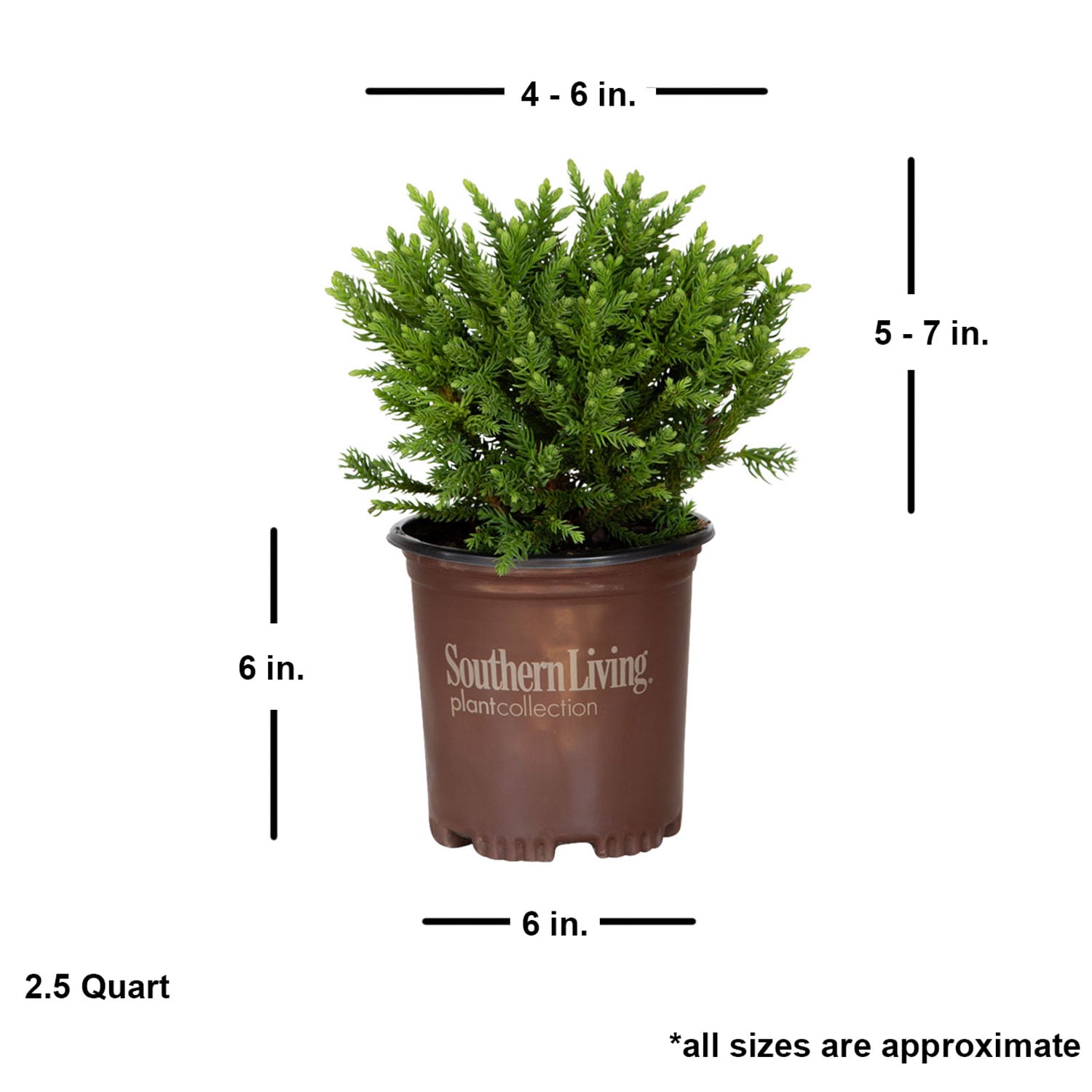 Southern Living Plant Collection 1141Q-1 shrubs - View #5