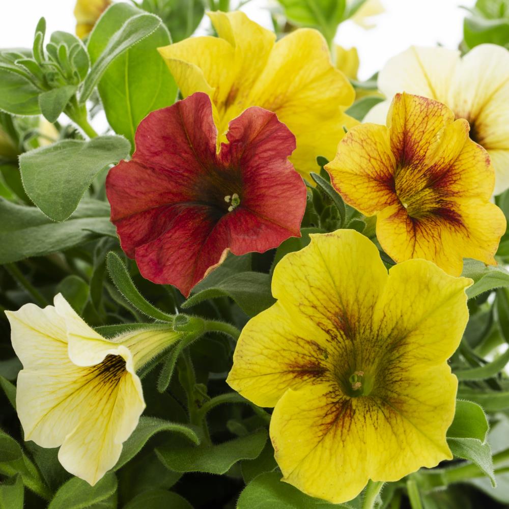 Ready Refill NURSERY annuals - View #2