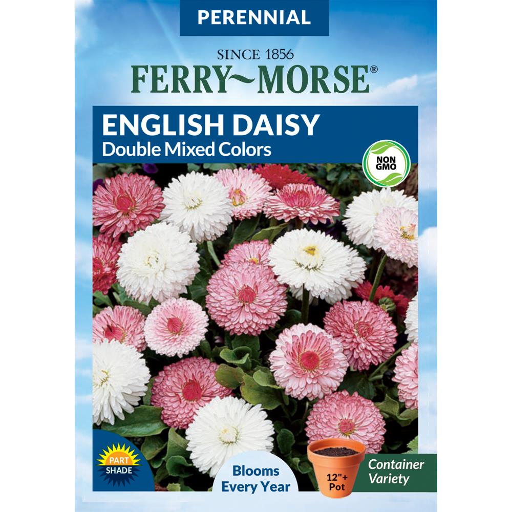 Ferry-Morse 913238.219.639206 Painted Daisy Single Mixed Colors Flower Seeds 0.5 Gram(s)
