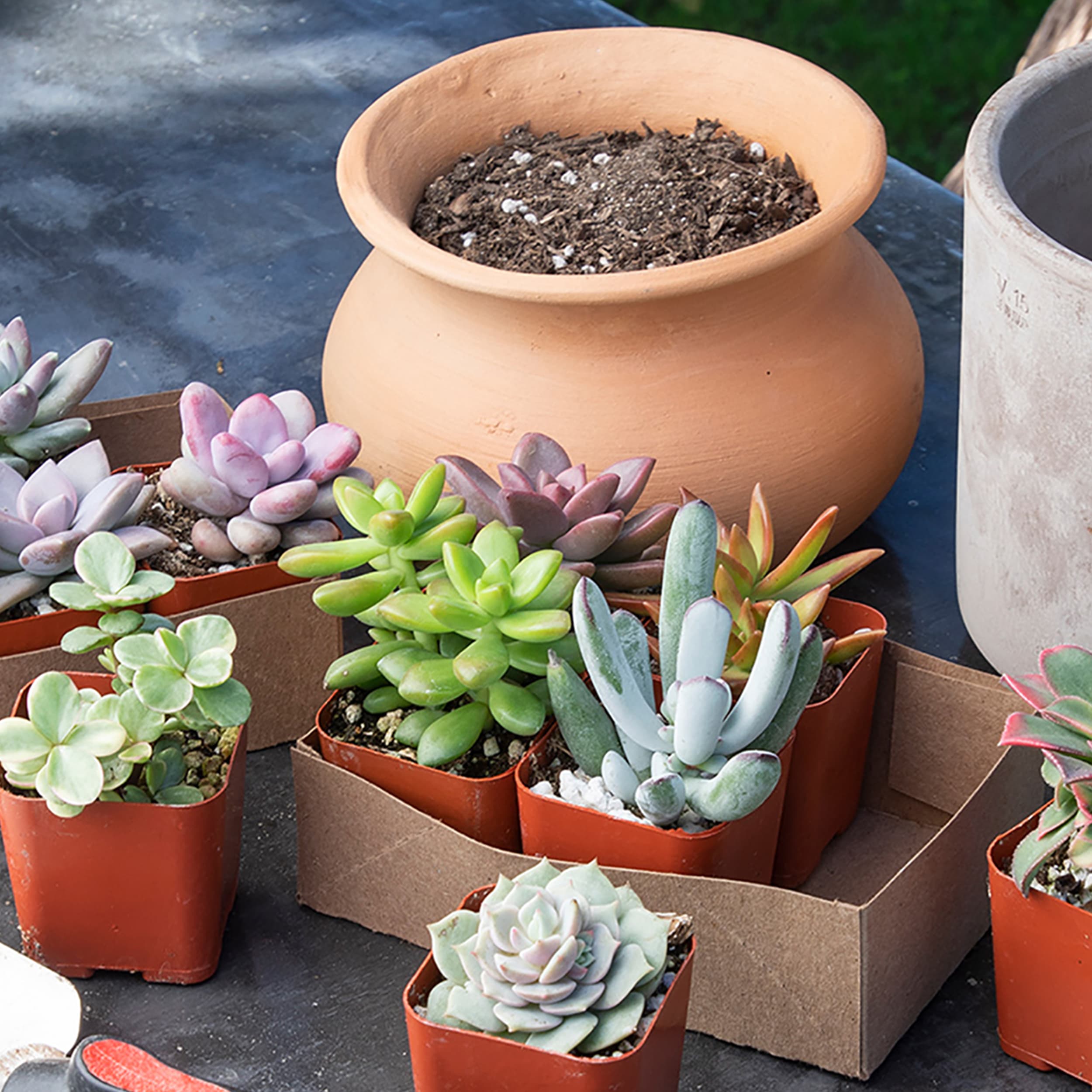 Altman Plants 0881173 Cacti-Succulents - View #3