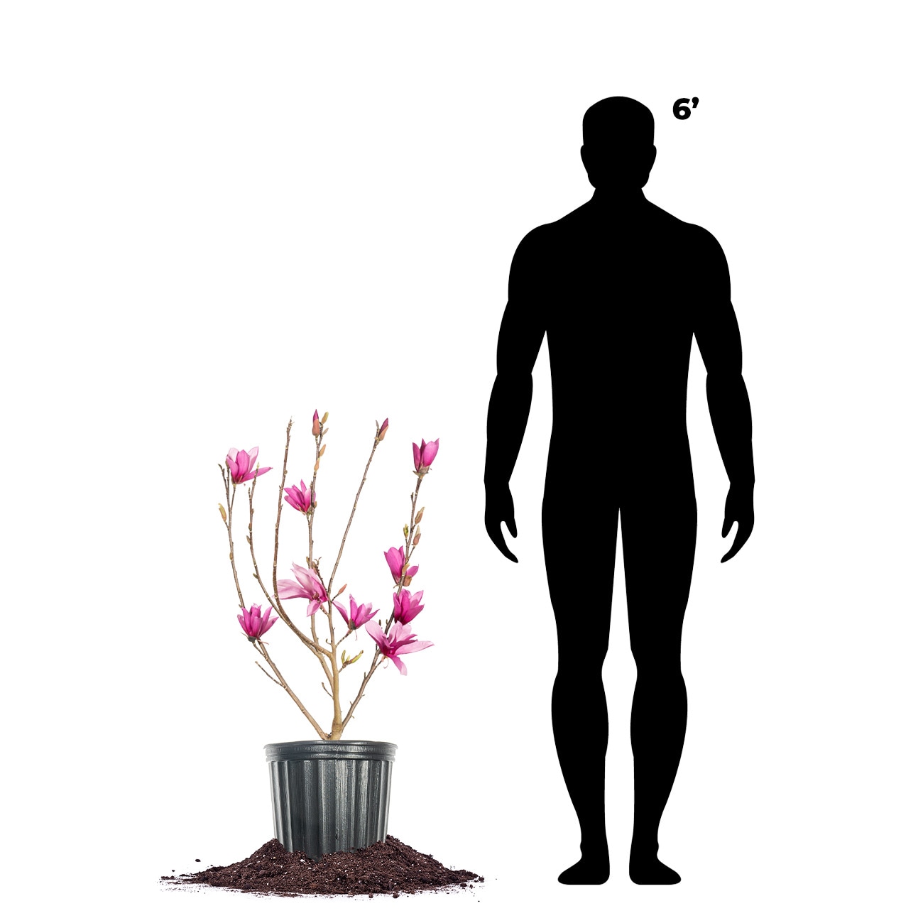 Perfect Plants LOANNMAGNOLIA3G trees - View #6