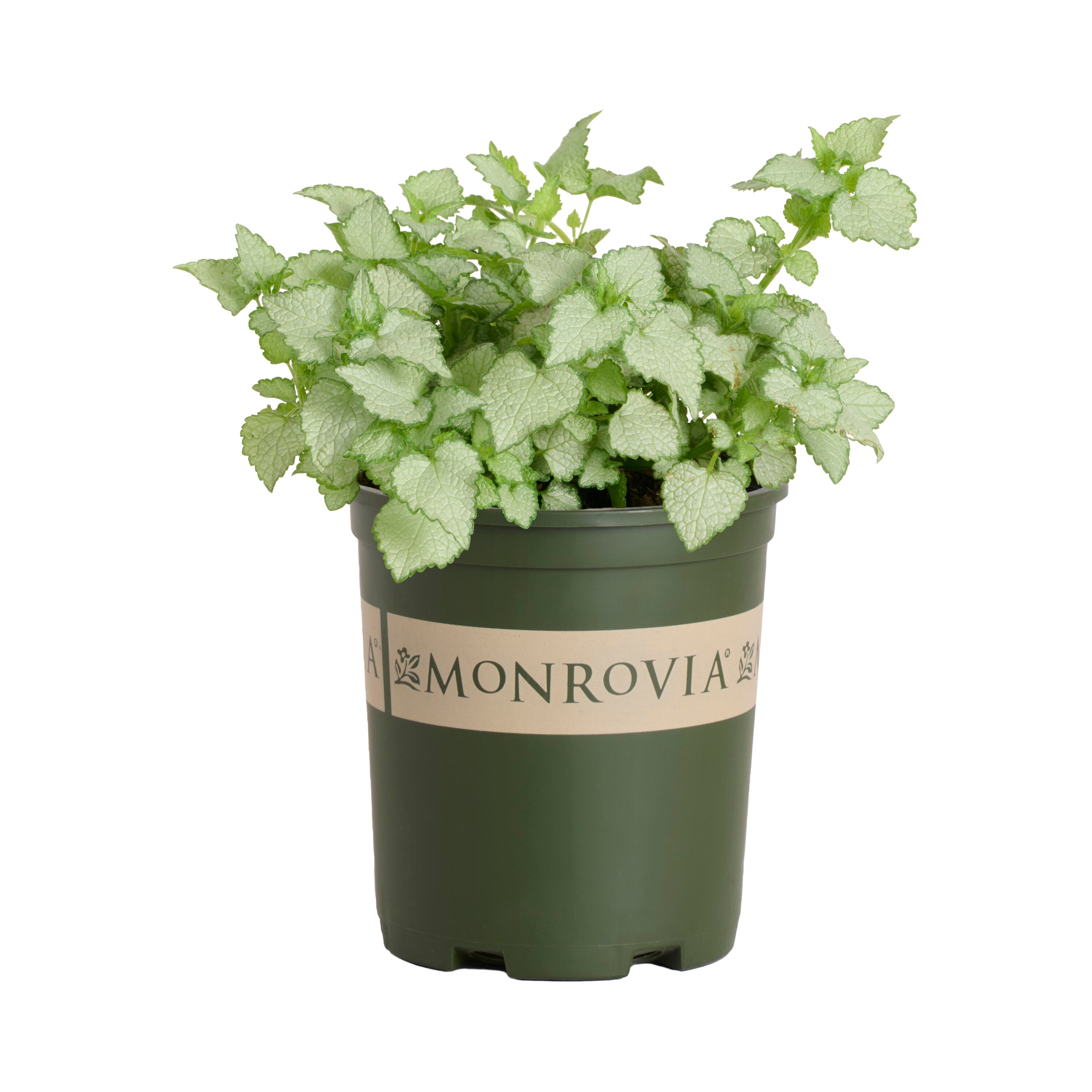 Monrovia - 2.6 -Quart Pink Dead Nettle Orchid Frost Spotted 1 -Pack - Low Maintenance