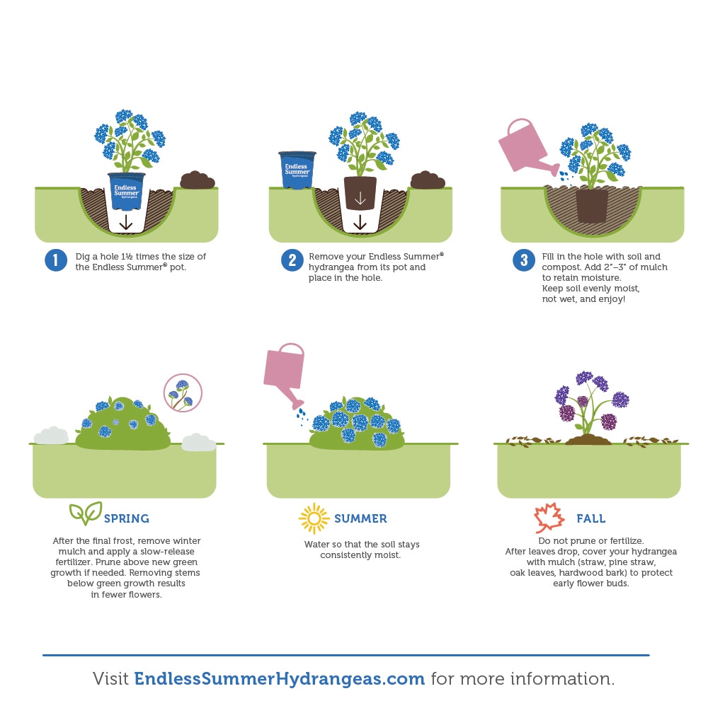 Perfect Plants LOENDLESSSUMMER3G shrubs - View #7