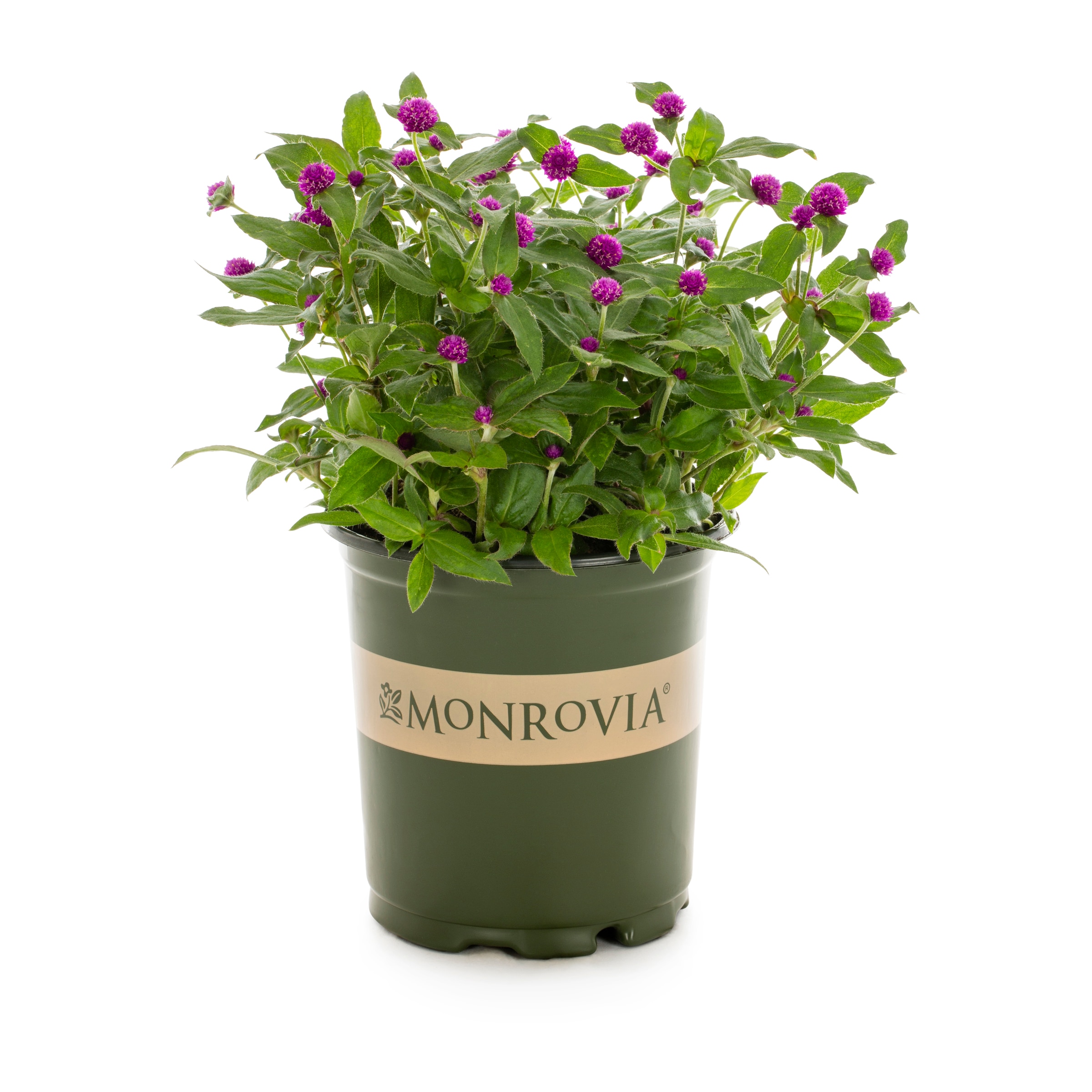 Lowe's NURSERY Multicolor Globe Amaranth in 2.5 Quart(s) Pot 1 -Pack