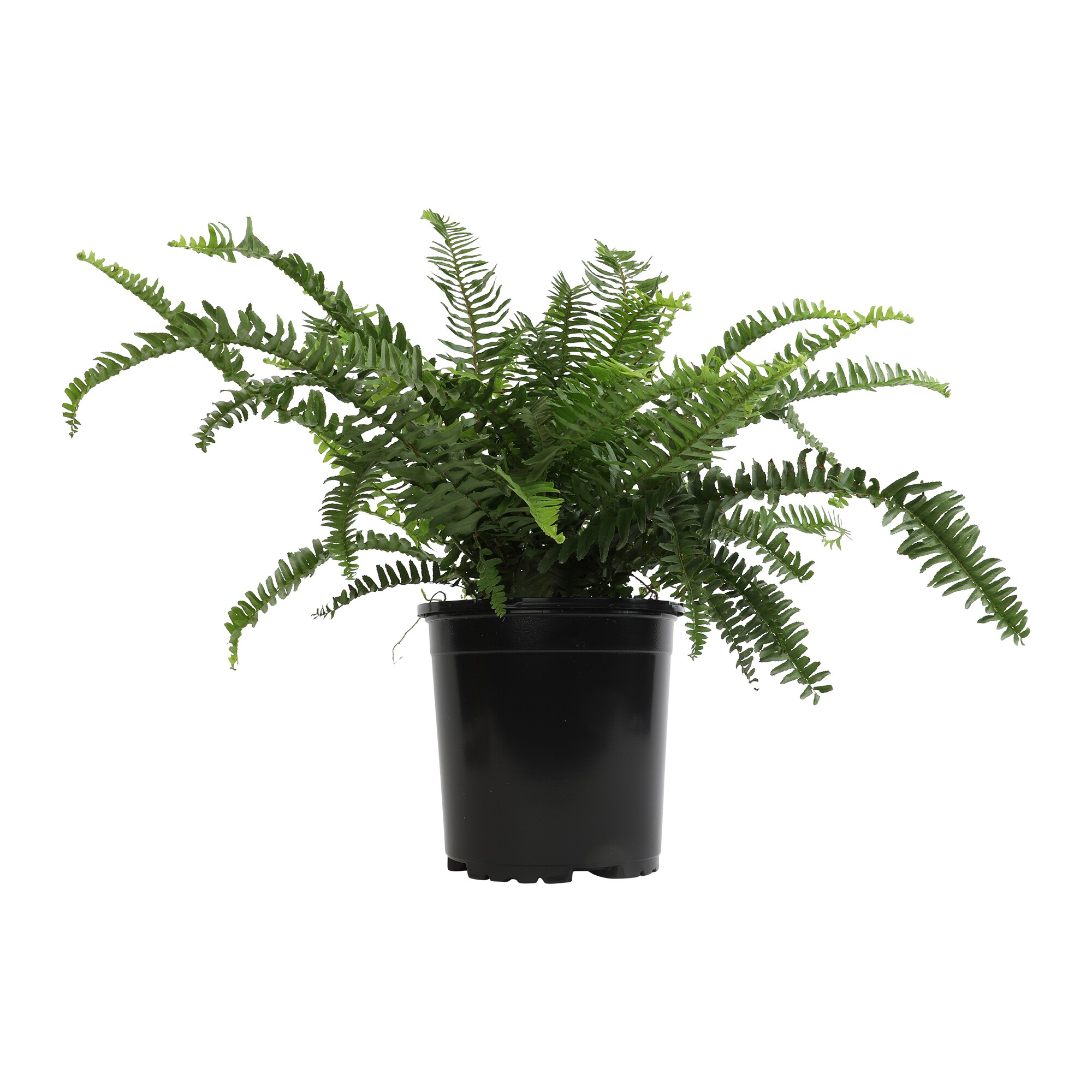 Altman Plants 0872808 hseplants - View #6