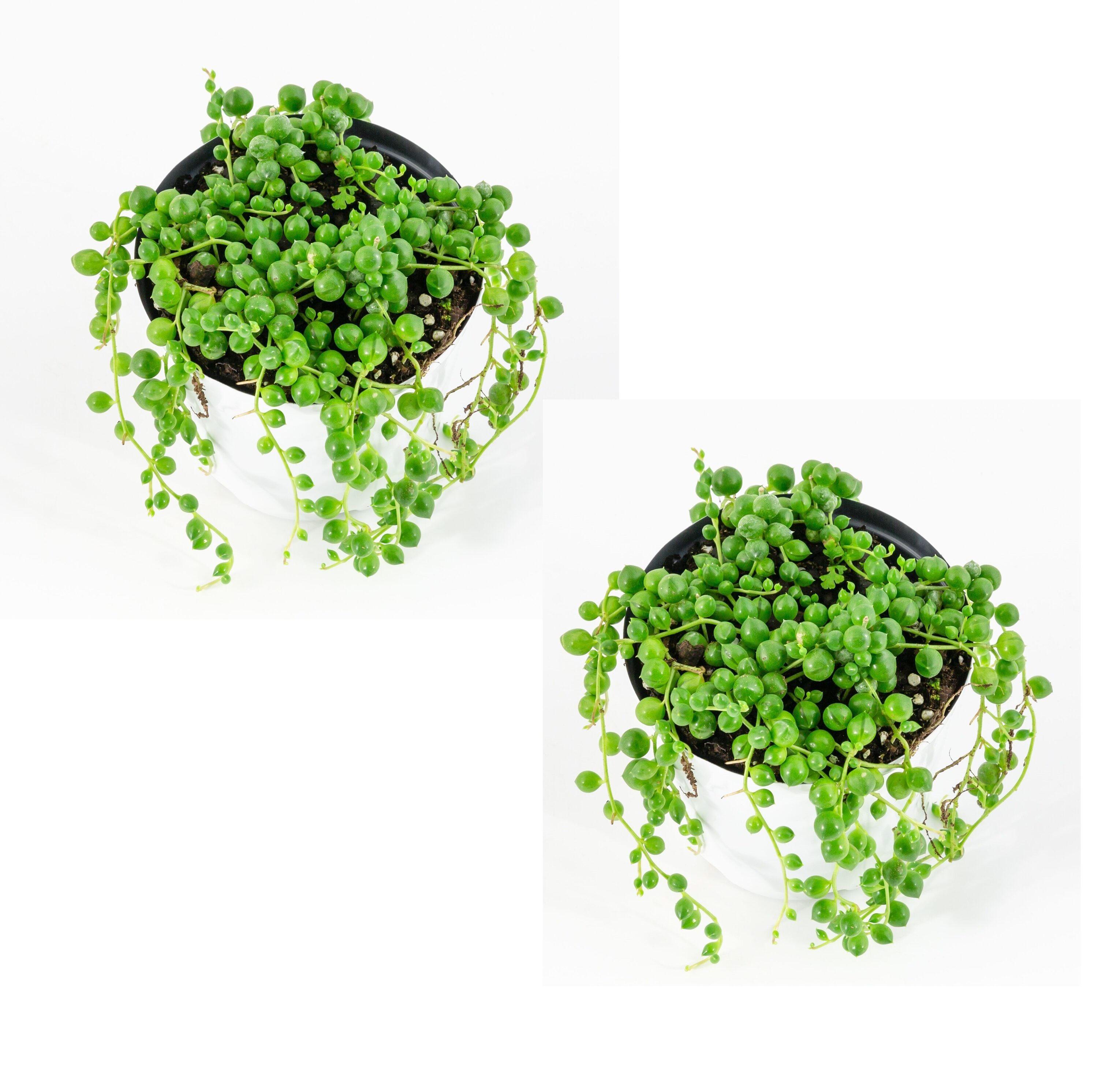 Artificial Plant STRING OF PEARLS in Ceramic Pot W/ Wood Stand - ONE-SIZE -  Bed Bath & Beyond - 31629023