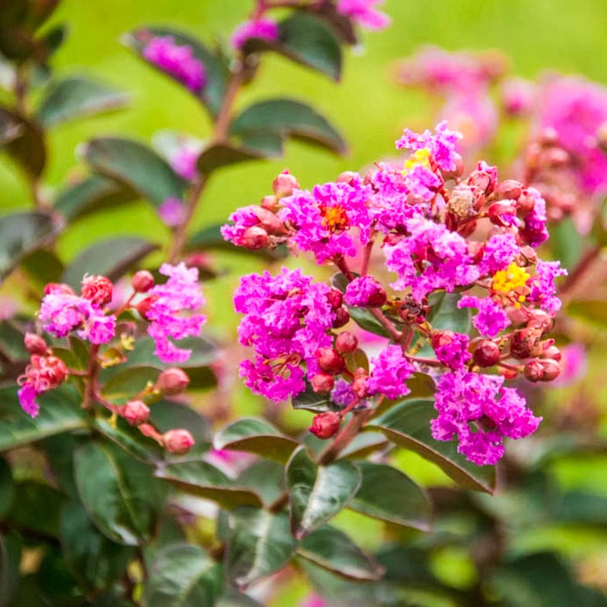 Spring Hill Nurseries 83293 Pink Flowering Enduring Summer Crape Myrtle Flowering Shrub in 1 Pack(s) Bare Root