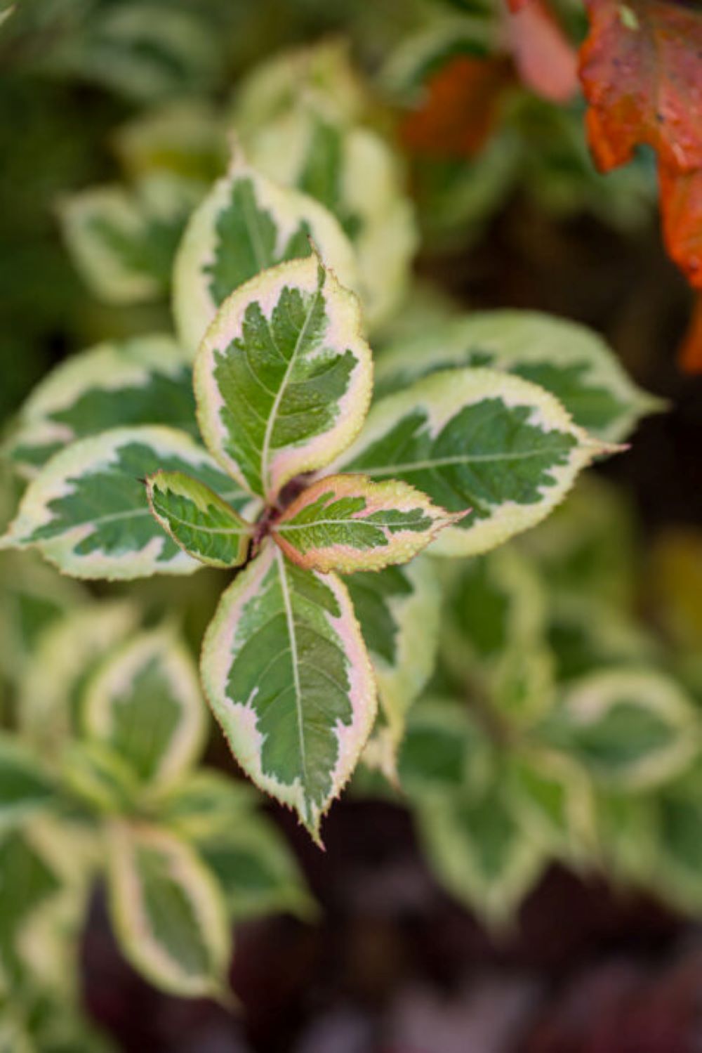 Lowe's NURSERY shrubs - View #9