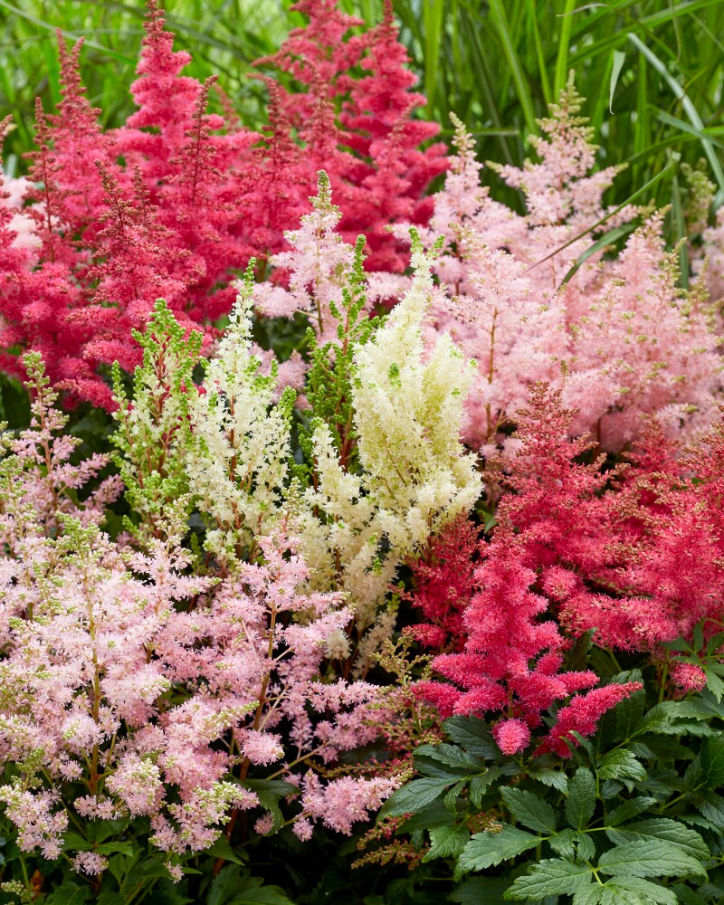 Spring Hill Nurseries 85517 perennials - View #3
