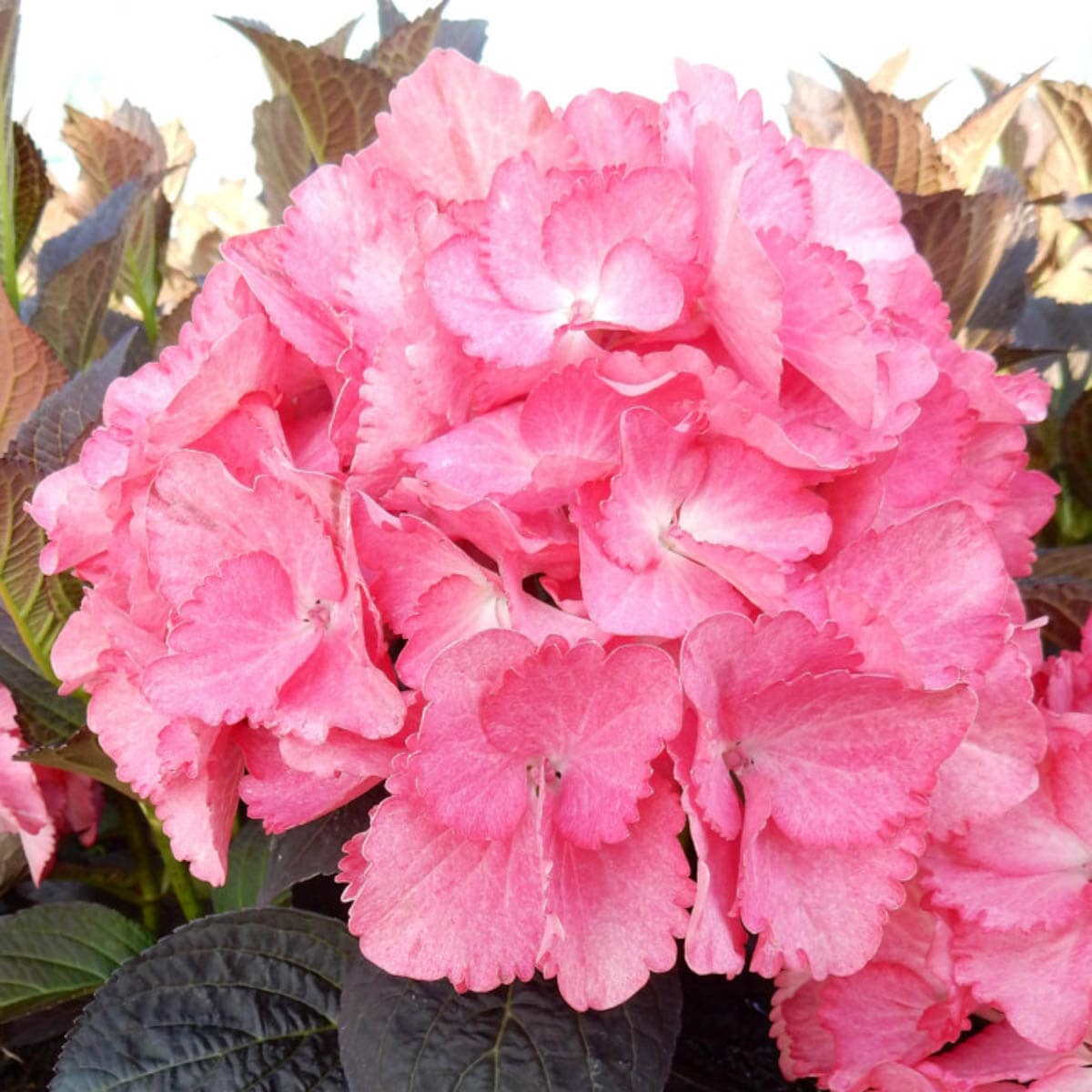 Spring Hill Nurseries 93524 Flowering Magical Allure Hydrangea Feature Shrub in 2.25 -Gallon Pot 1.0 -Pack with Pink Blooms