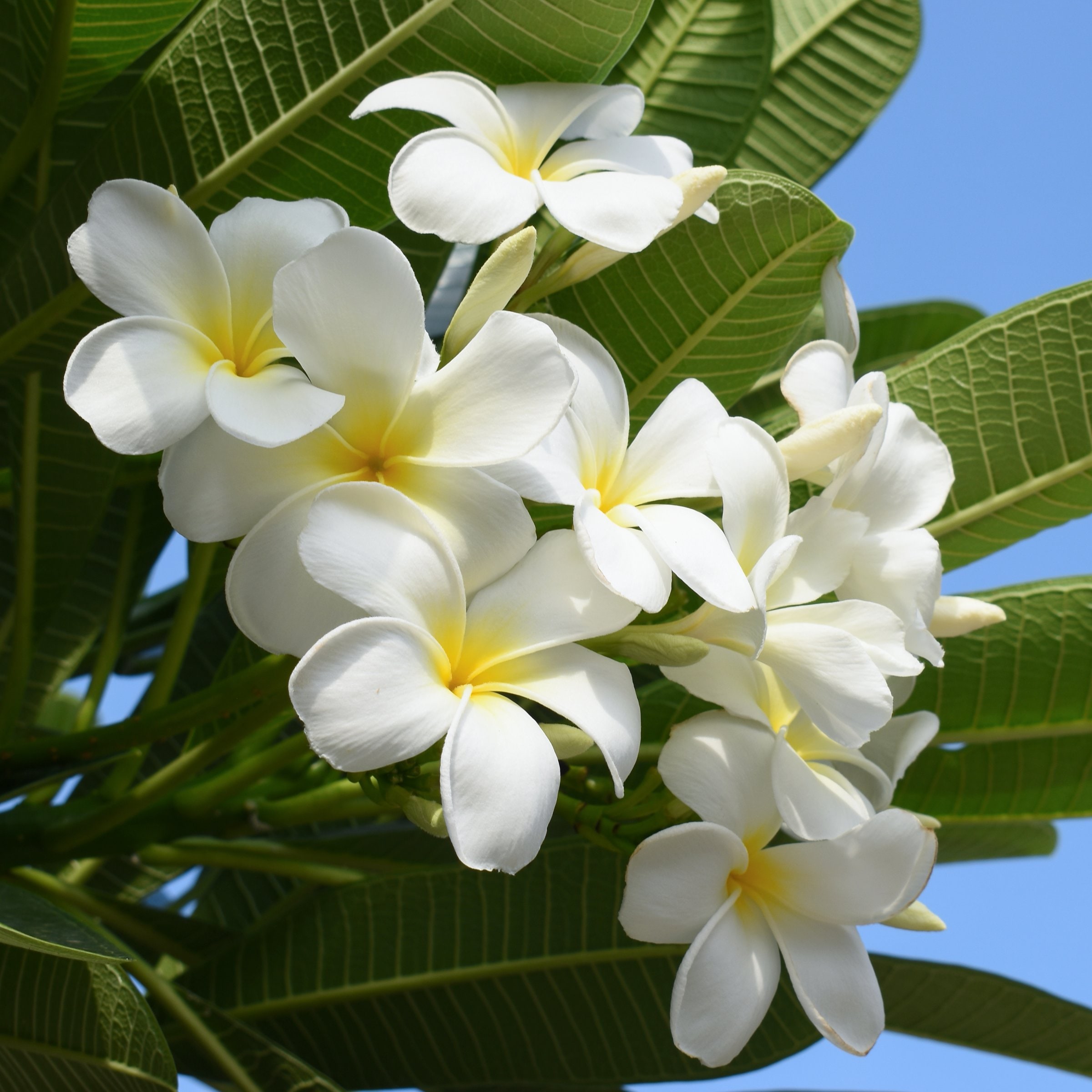 National Plant Network LW2565 White Plumeria in 1 Gallon(s) Pot 1 -Pack