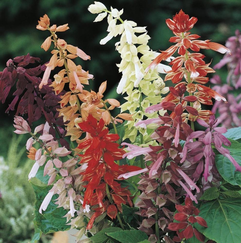  NURSERY Multicolor Salvia in 2.5 Quart(s) Pot