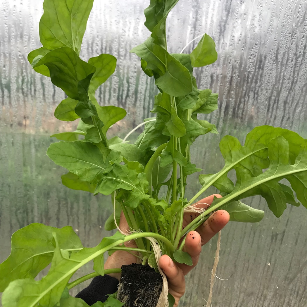 Lettuce Grow SO-SV-6-107603 Vegetable-Plants - View #12