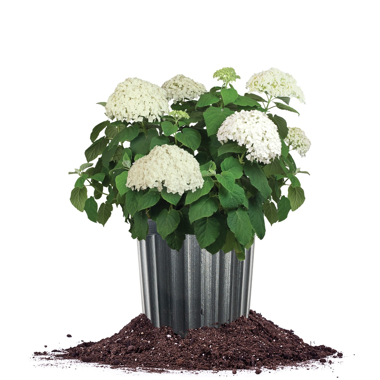 Perfect Plants White Incrediball Hydrangea Flowering Shrub in 3-Gallon (s)  Pot in the Shrubs department at Lowes.com