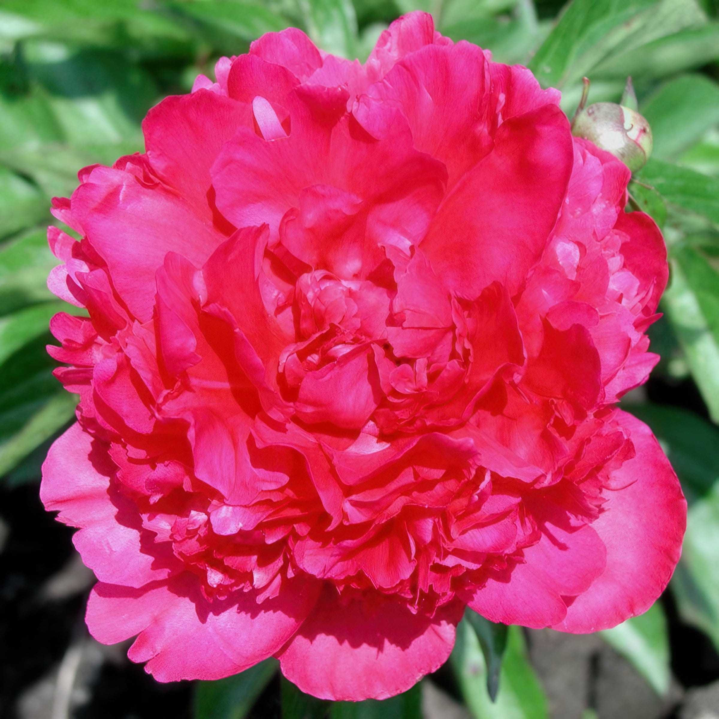 National Plant Network LW1928 perennials - View #3
