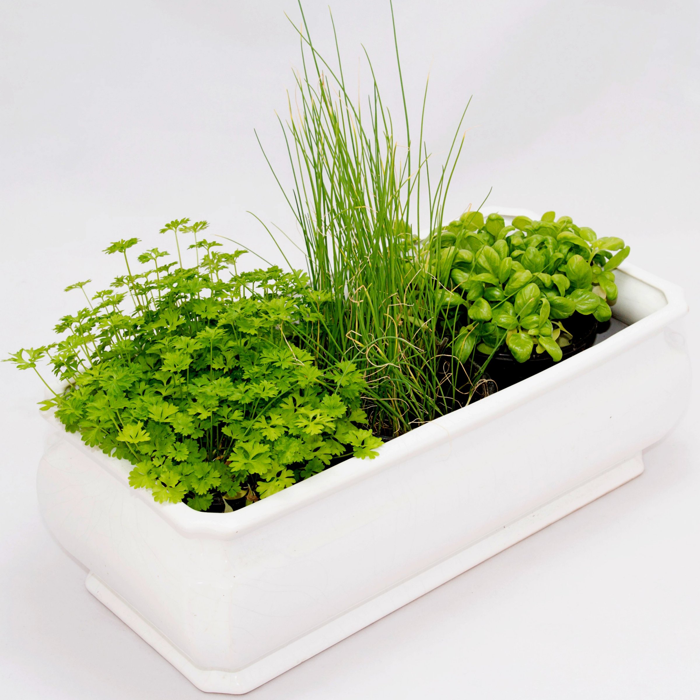 National Plant Network LW2251 Herb-Plants - View #10