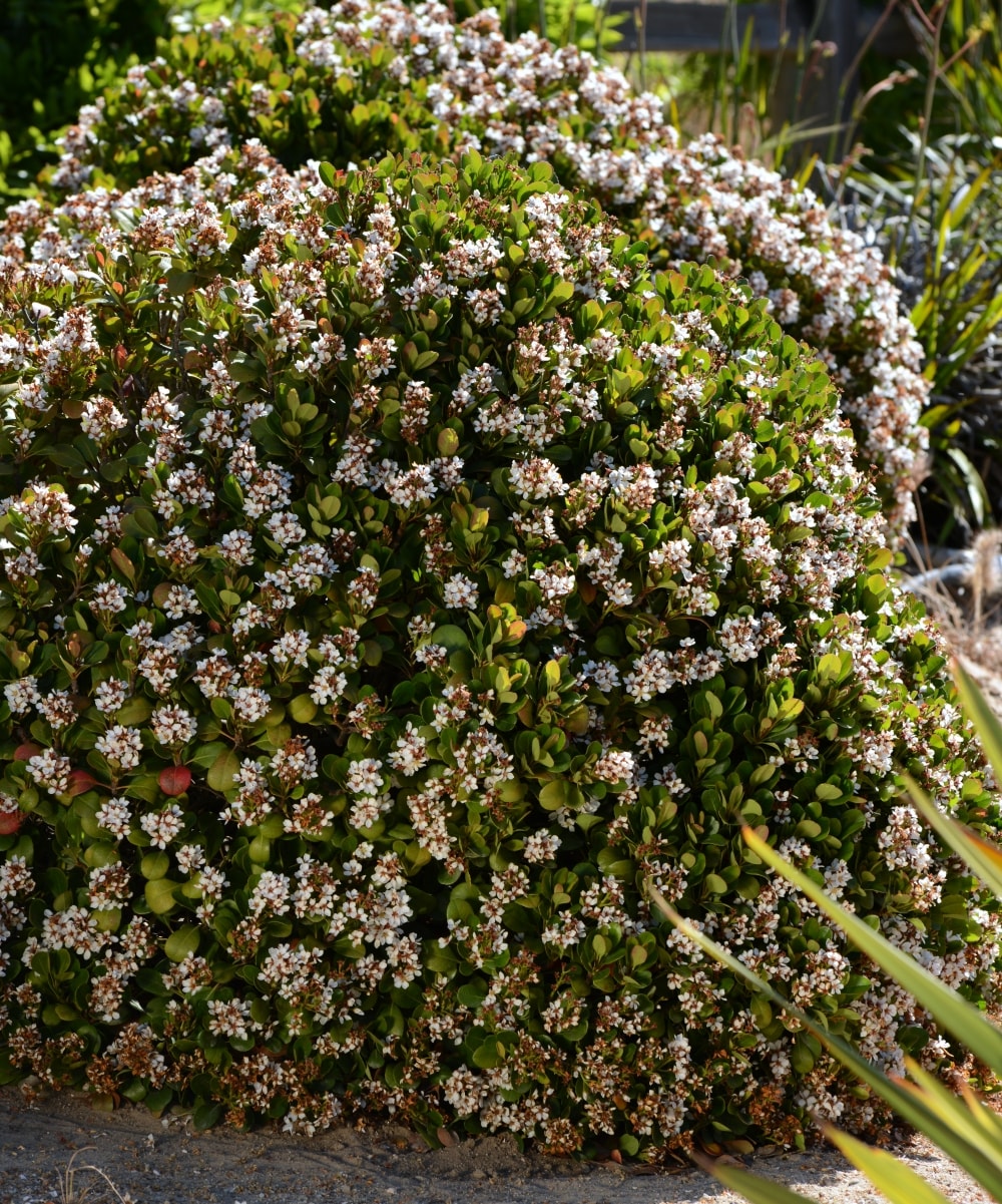 National Plant Network LW7775 shrubs - View #4