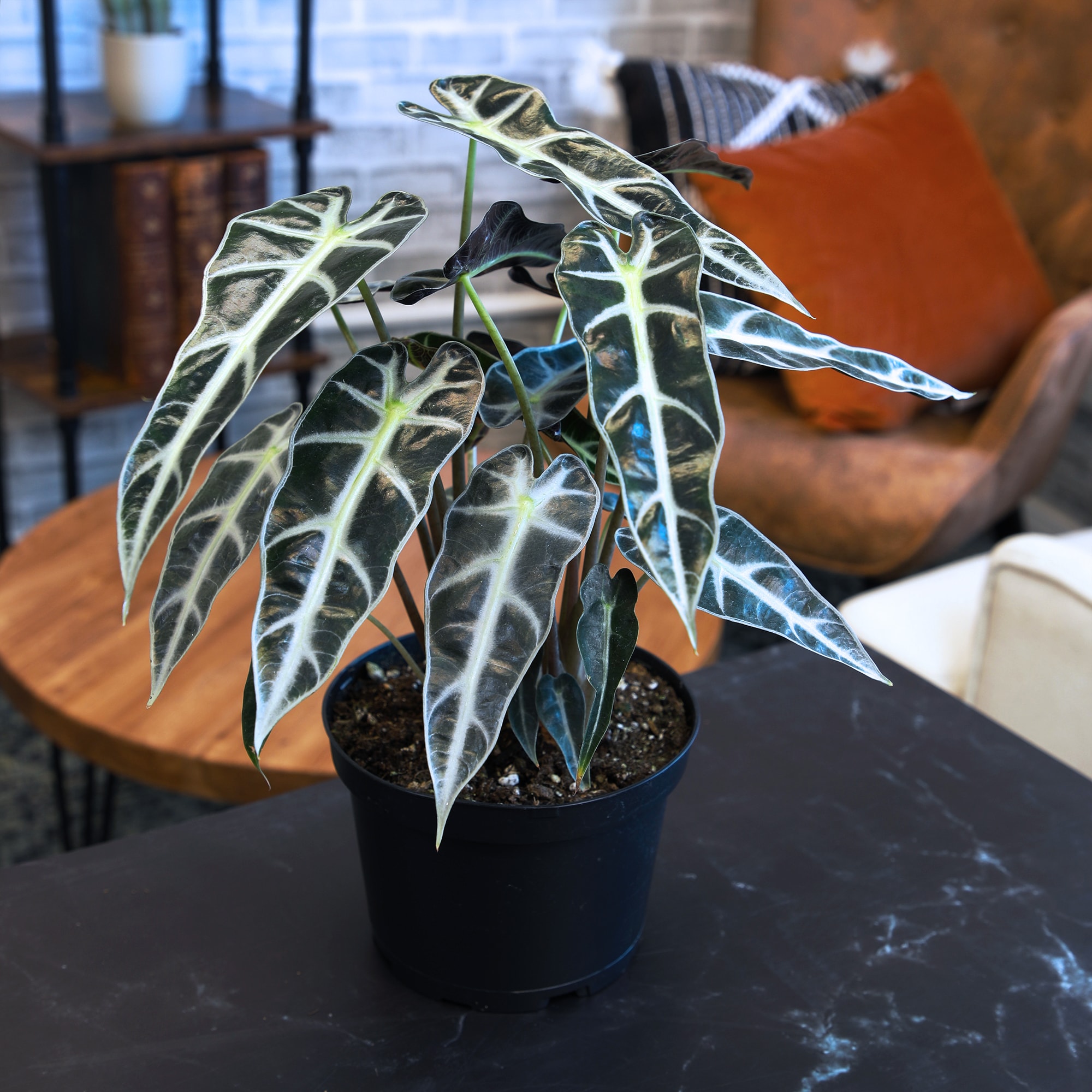 Altman Plants 0881597 hseplants - View #4