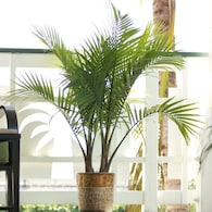 Majesty Palm in 1.94-Gallon Pot Deals