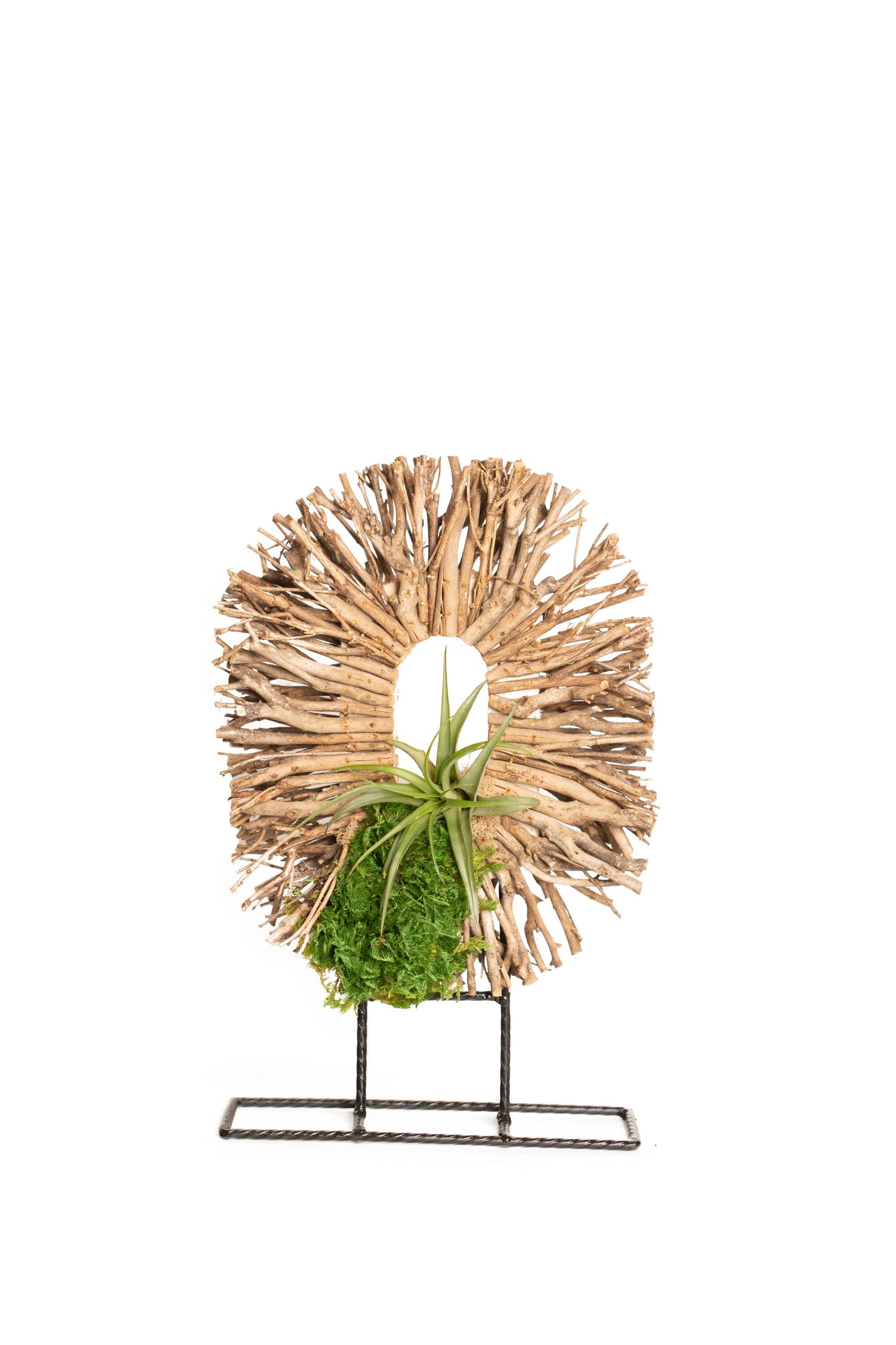 LiveTrends ASB08180 Aeterna House plant in 1 -Pack 1 -Pack