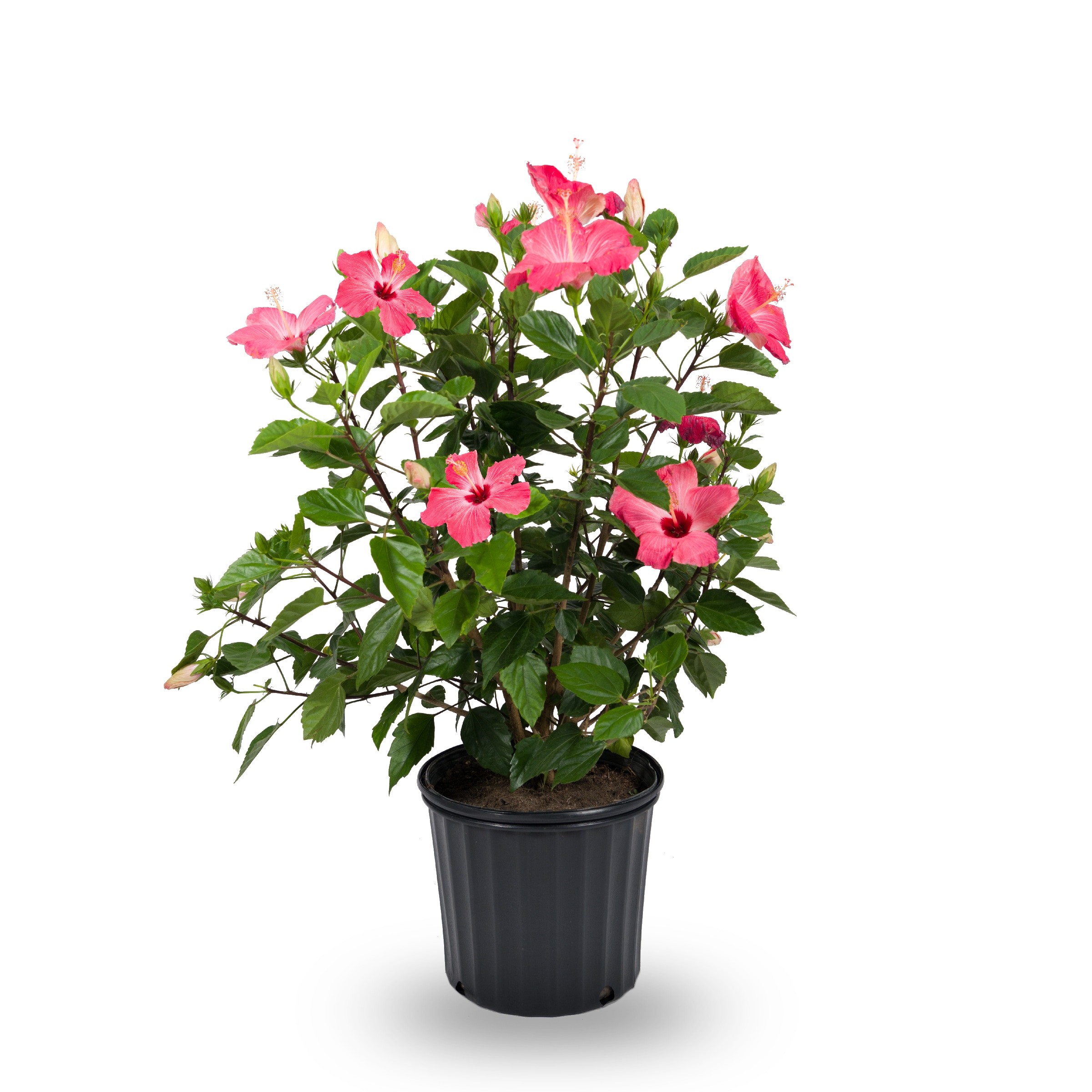 Pot Annuals at Lowes.com