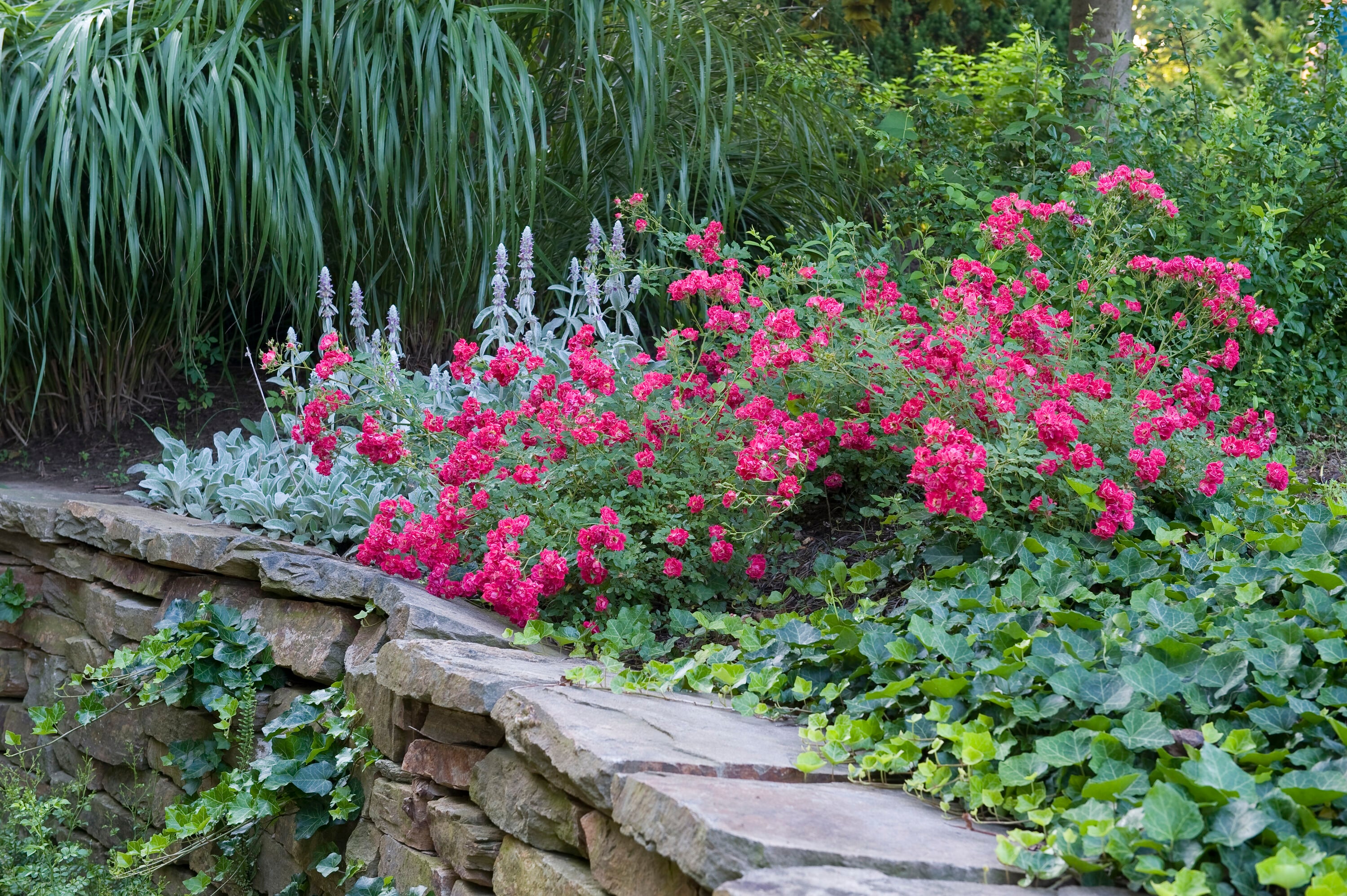 Drift Roses 62431-1 roses - View #3