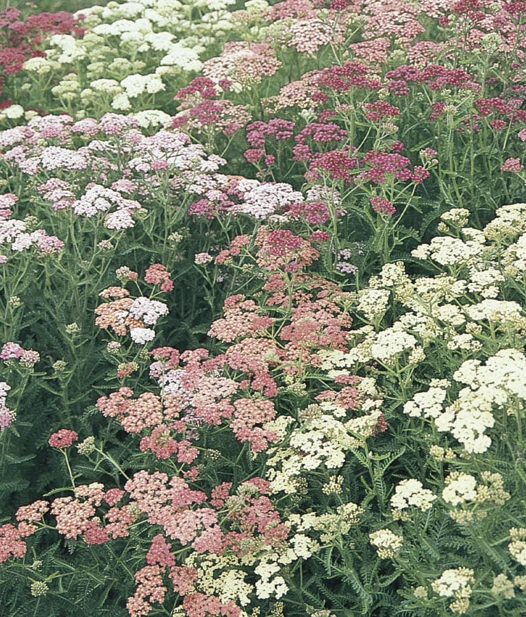 Ferry-Morse Multicolor Summer Pastels Yarrow Plant in at Lowes.com