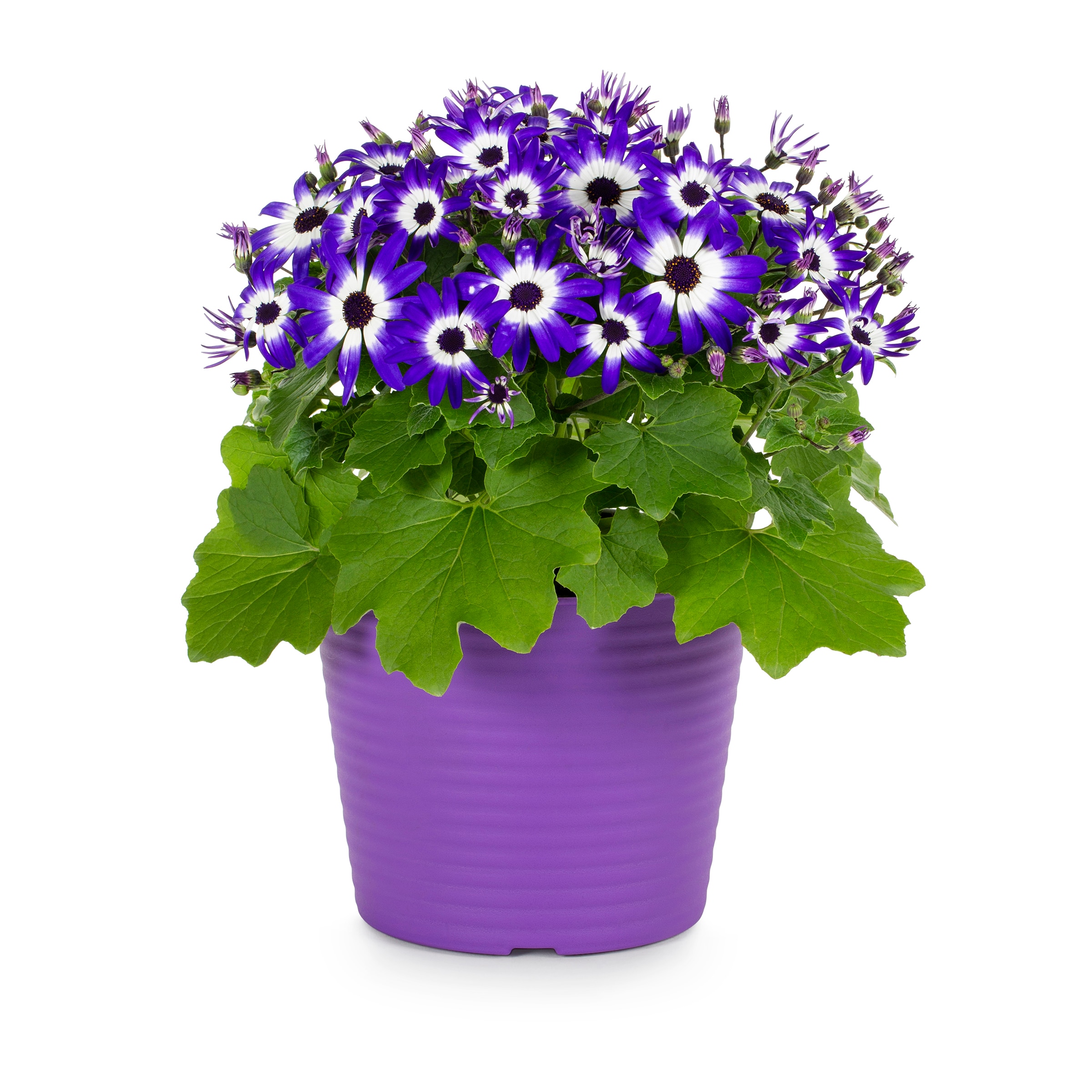 Lowe's Multicolor Senetti Pericallis in 3-Quart Planter in the Annuals ...