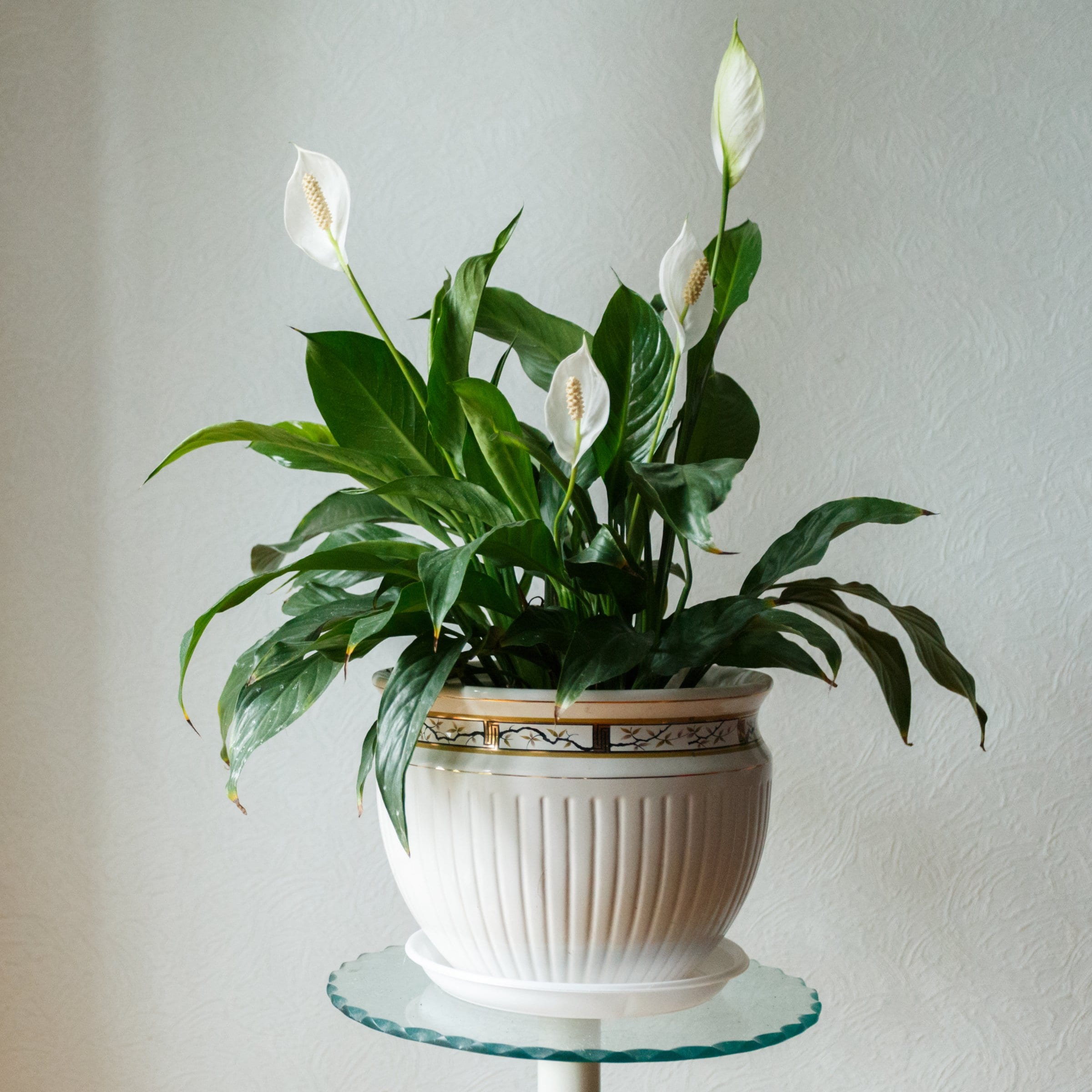 National Plant Network LW2363 White Spathiphyllum Sweet Chico House plant in 1 Inch(es) Pot 3 -Pack