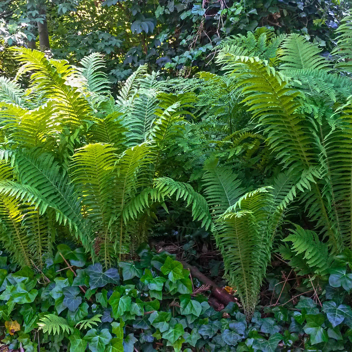 Ostrich Fern Dormant Bare Root Perennial Plant Roots (5-Pack)