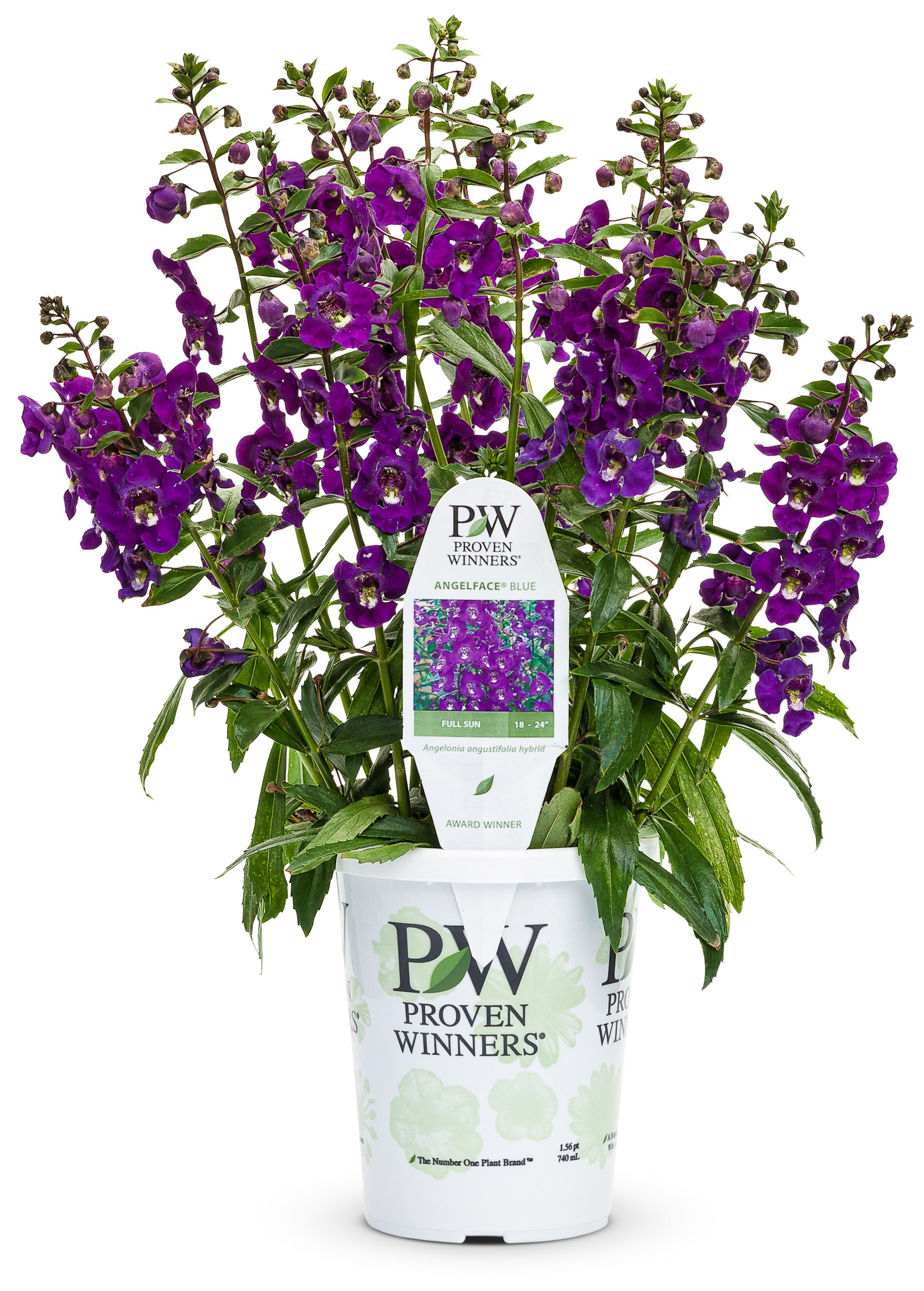 Multicolor Angelonia in 1.56-Pint Pot at Lowes.com