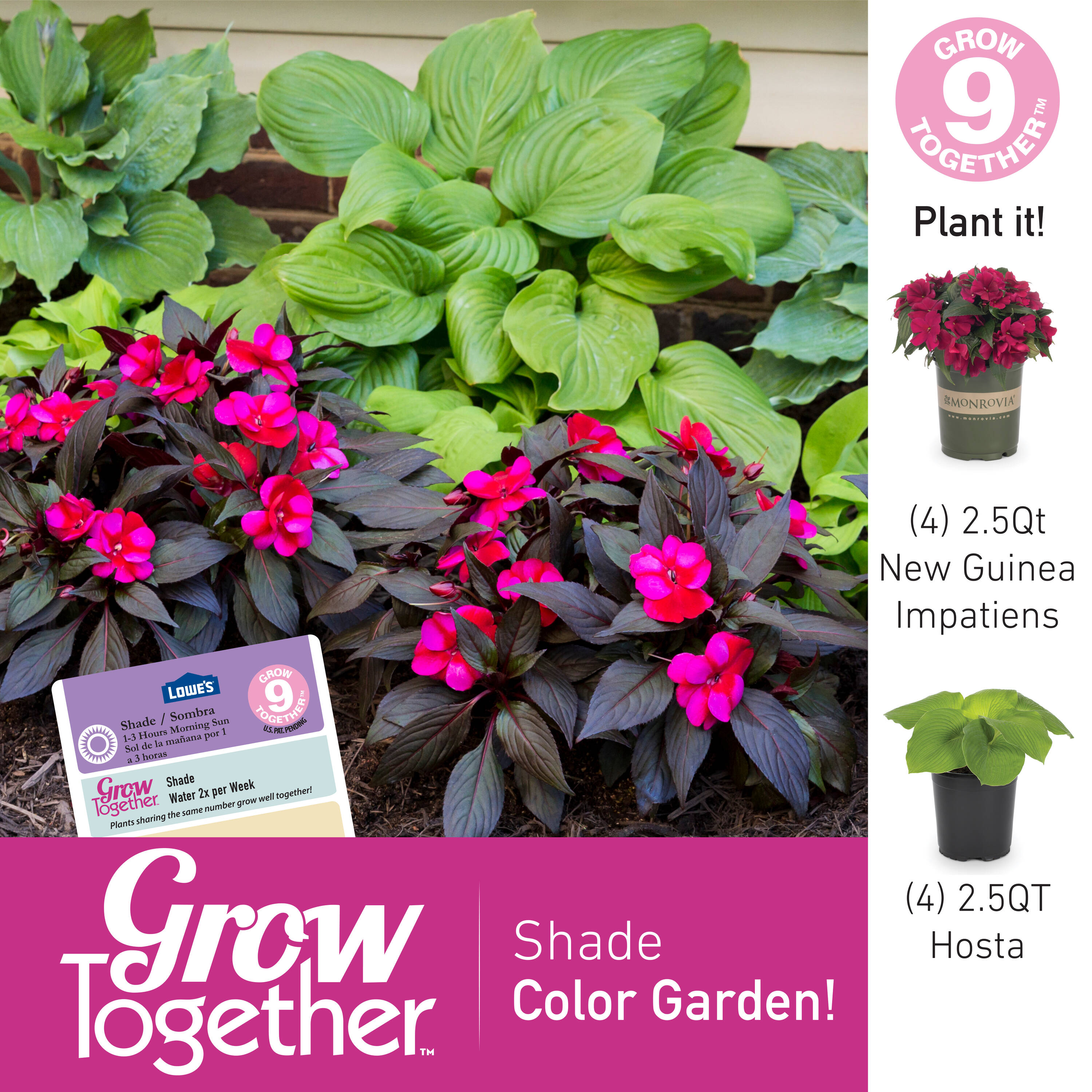 Monrovia 214203 annuals - View #9