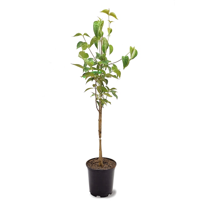 Southern Planters 1-Gallon White Flowering Dogwood In Pot (With Soil ...