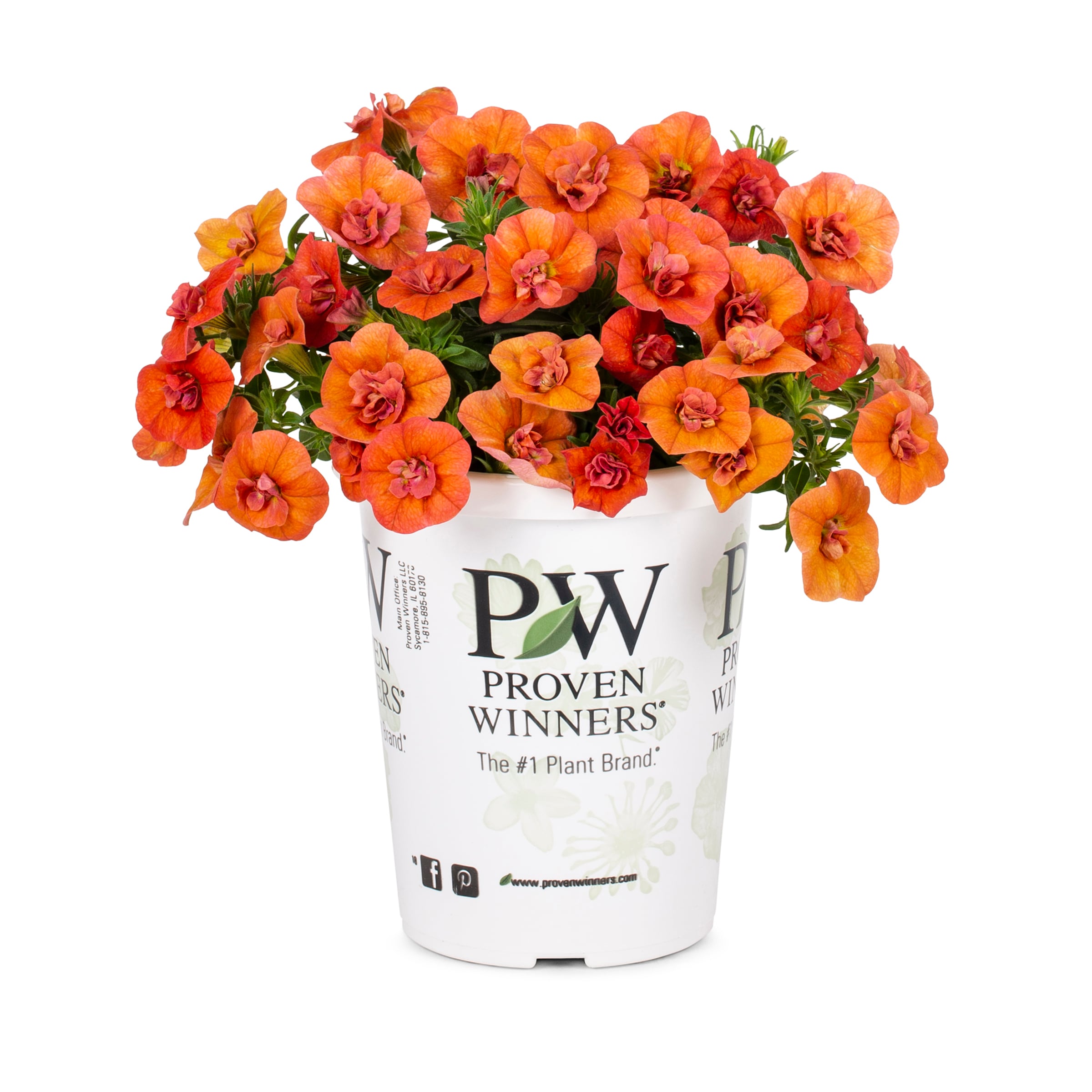 Lowe's NURSERY annuals - View #5