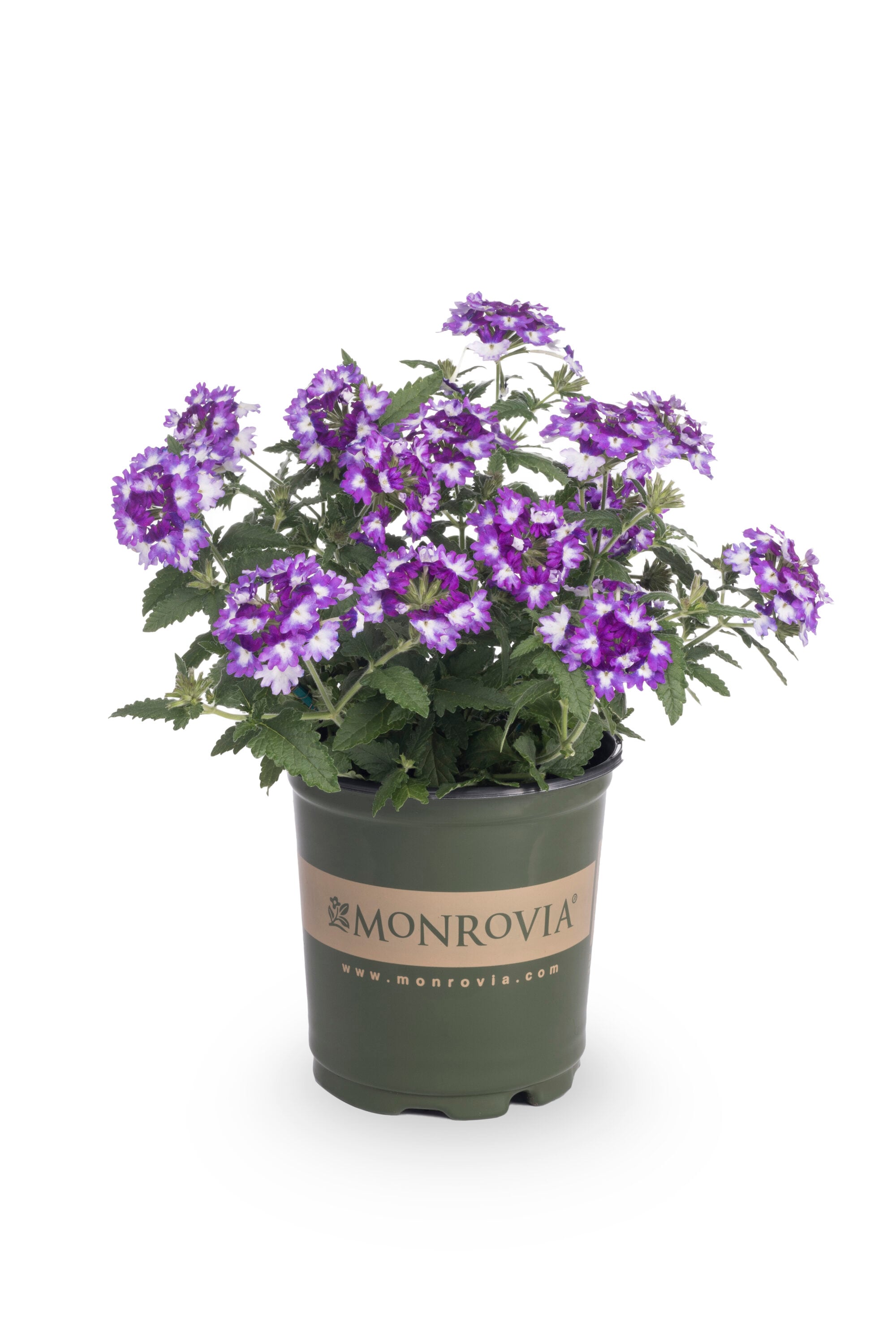 Metrolina Greenhouses Verbena in 1-Quart Pot 5-Pack at Lowes.com