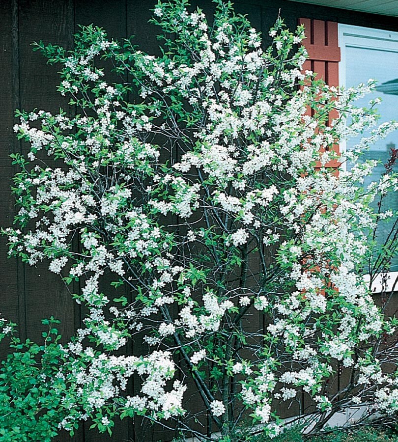  NURSERY 5.98-Gallon White Feature Tree Autumn Brilliance Serviceberry In Pot (With Soil)