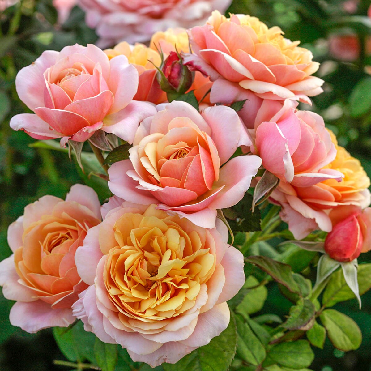 Spring Hill Nurseries Pink Flowering State Of Grace Grandiflora Rose 1 ...