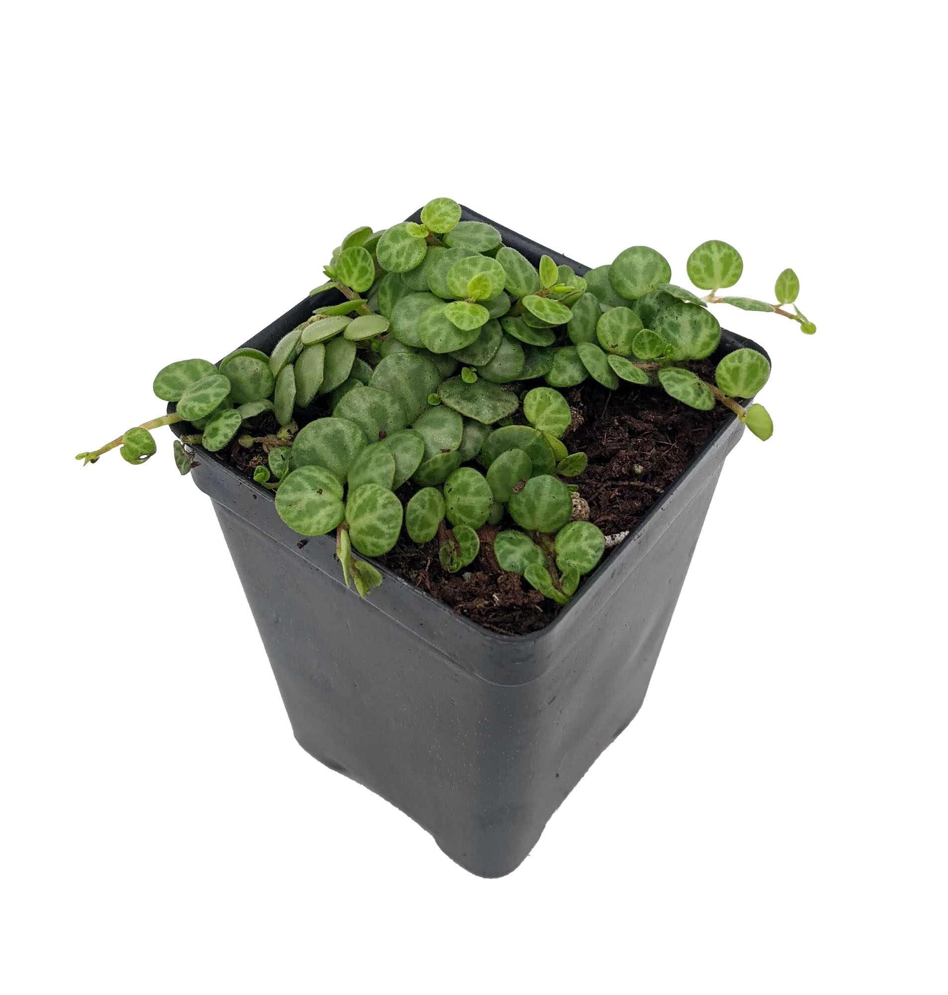 Hirt's Gardens 810034971968 String of Hearts/Turtles/Peace Sign/Cross - Peperomia prostrata- 2.5 inch Pot