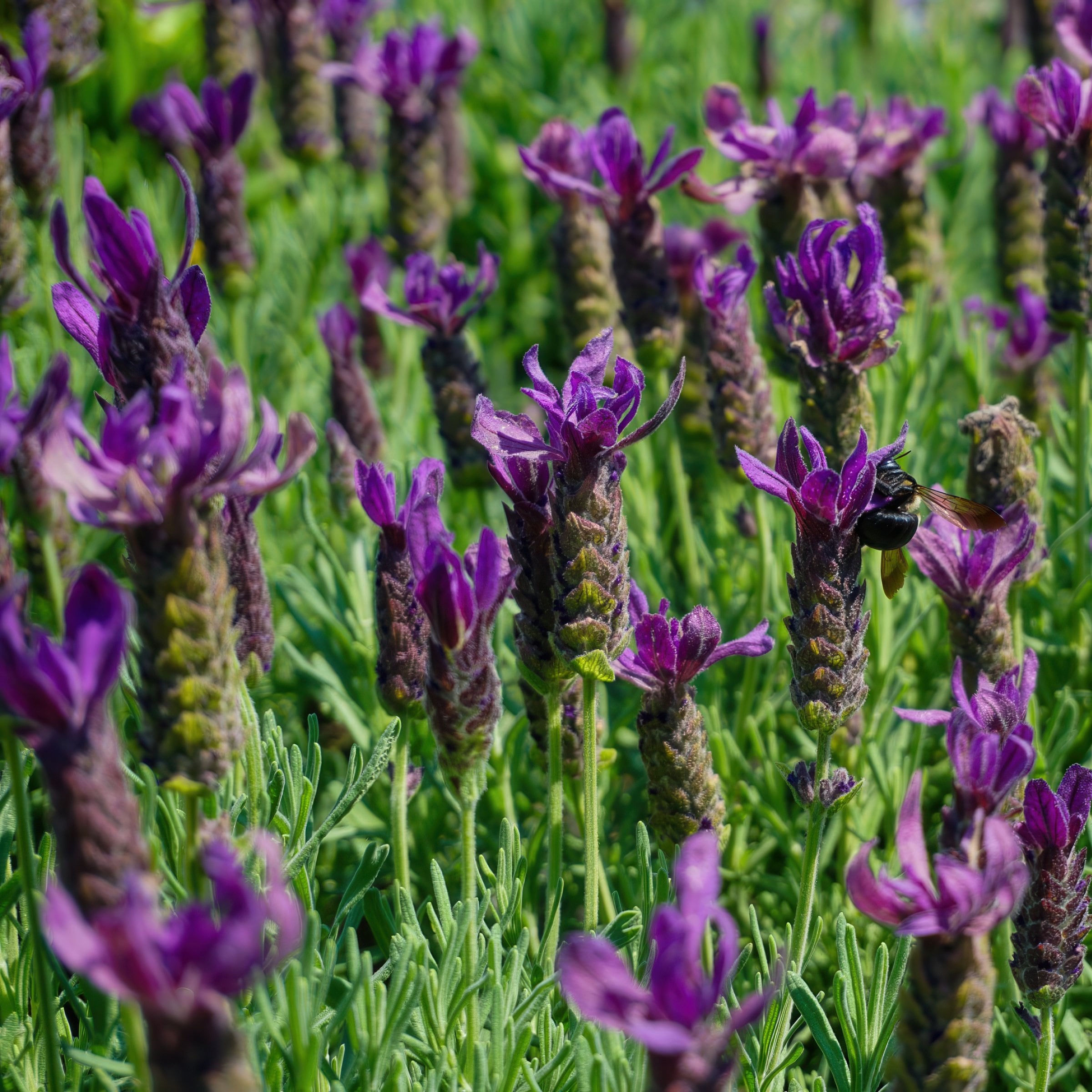 National Plant Network LW2206 perennials - View #3
