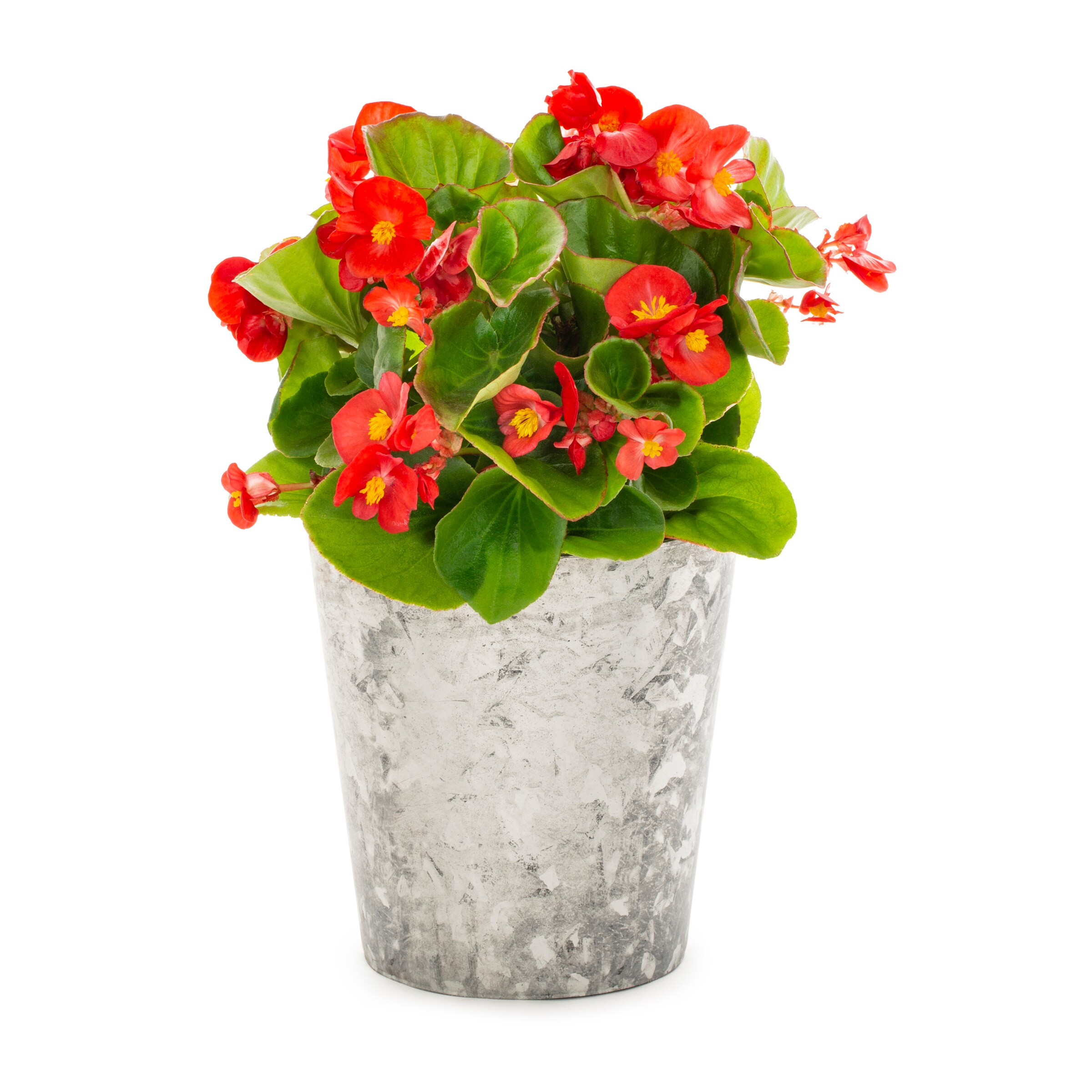 Multicolor Begonia in 2.5-Quart Planter in the Annuals department at ...